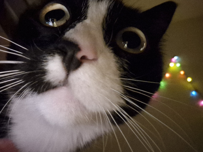 A close-up, low-angle shot of a black and white cat. The cat's face fills most of the frame, with its wide, curious eyes reflecting light. Its pink nose is prominent, surrounded by white fur and numerous white whiskers. A string of colorful fairy lights is blurred in the background on the right, providing a warm, festive ambiance. The cat's expression suggests alertness and possibly amusement.