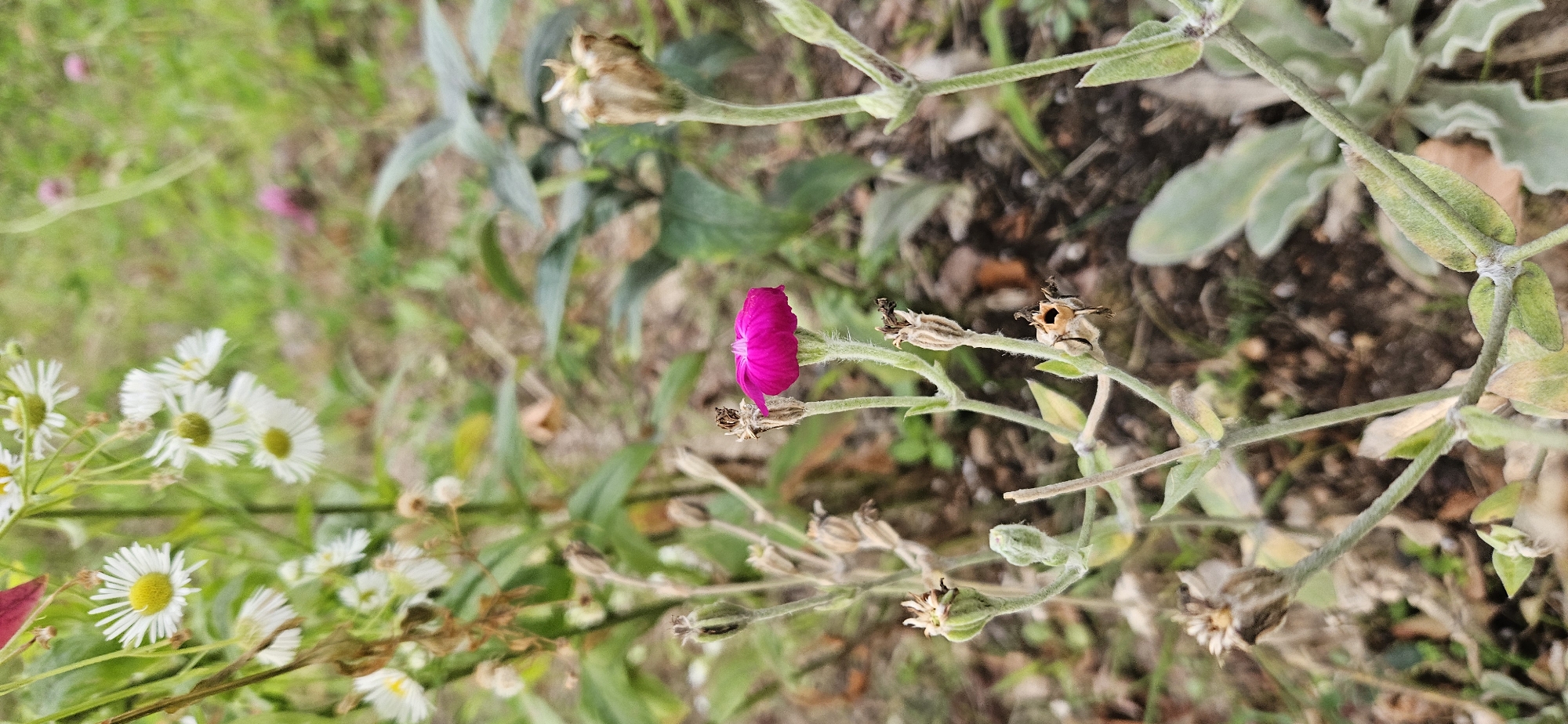 The image shows a close-up of a single, vibrant magenta flower in the foreground, with its petals slightly unfurled. The flower is on a thin, green stem covered in fine hairs, and it is surrounded by dry seed pods and some green leaves. In the background, there are out-of-focus white daisies with yellow centers and green foliage, suggesting a natural or garden setting. The ground appears to be covered in dry soil and fallen leaves. The overall lighting suggests it is daytime. There are no people or animals visible in the image. The location is unknown and cannot be determined from the image alone.
