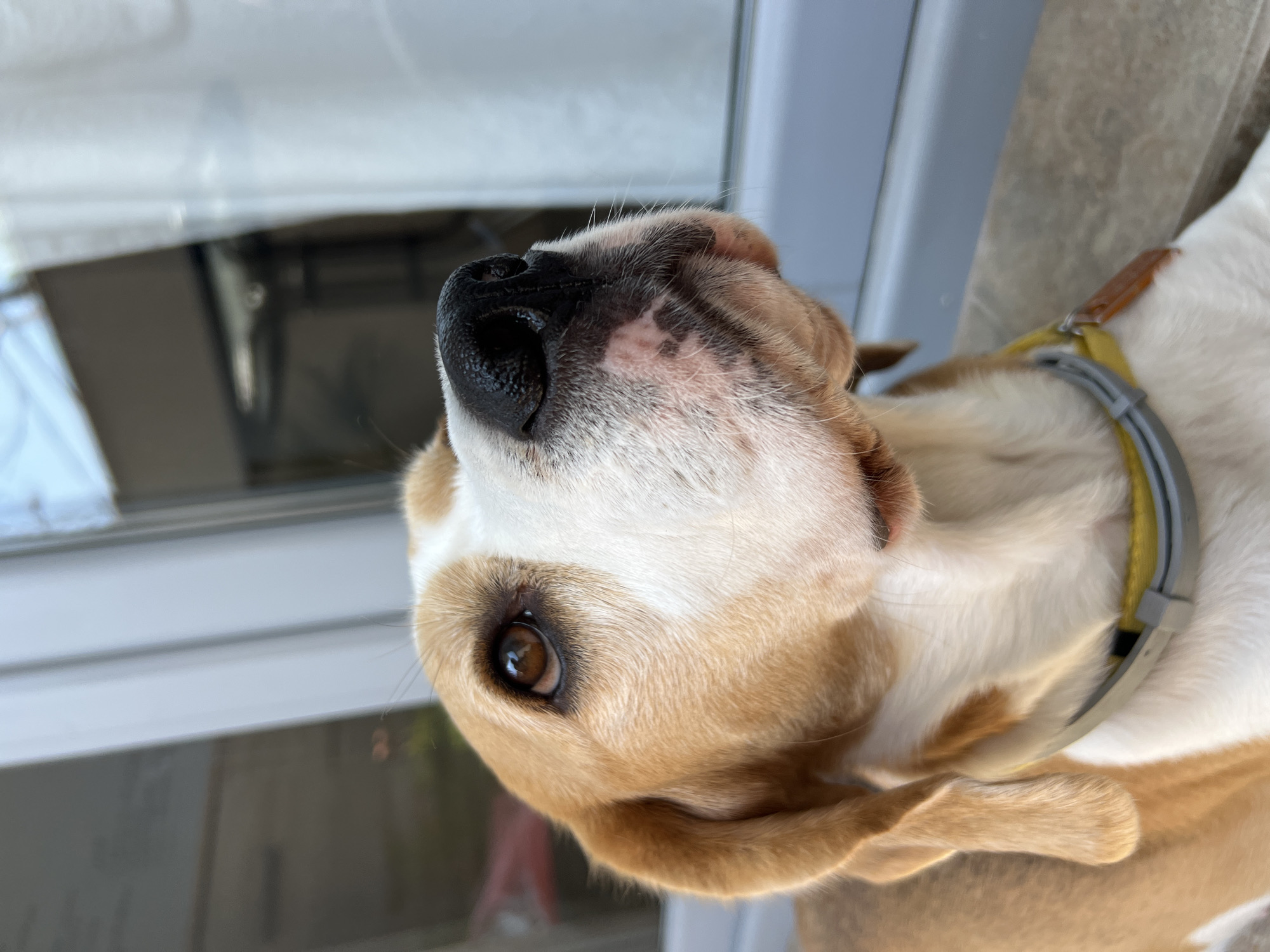 A close-up, eye-level, outdoor, natural light photograph shows the head and upper body of a beagle dog. The dog is looking upwards and to the right, with its nose slightly tilted. The dog has typical beagle coloring: a white chest and muzzle, a tan head with white blaze, and tan ears. Its left eye is visible, showing a brown iris. The dog is wearing a grey and yellow collar. The background is blurred, showing a window with reflections of what appear to be buildings or structures. The scene is consistent with an urban environment, possibly a backyard or patio area. The location is described as the city of Budva, Montenegro.