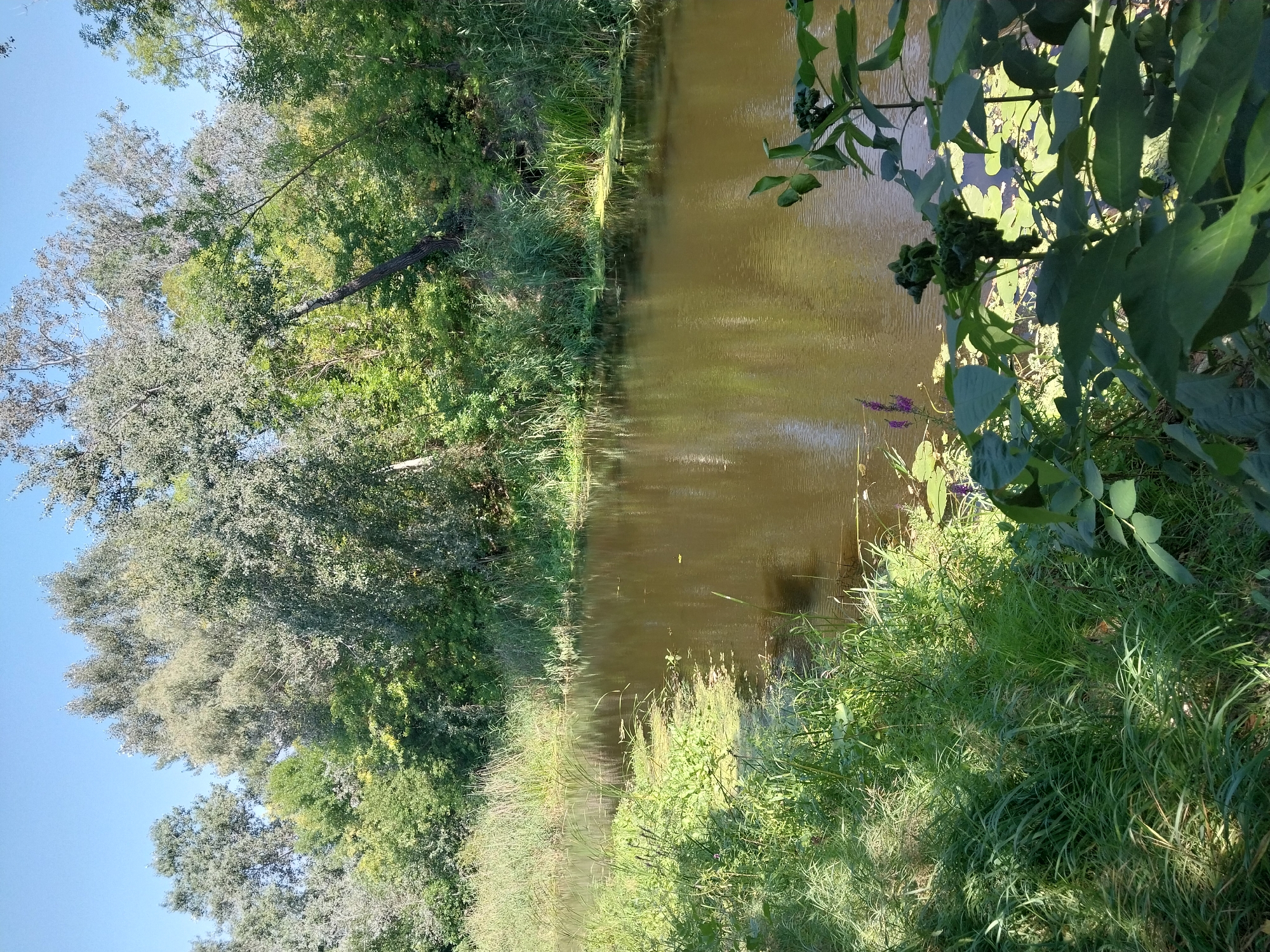 A sunlit, tranquil natural scene unfolds along a riverbank in Turove, Ukraine. The river, its surface reflecting the clear blue sky and the surrounding lush greenery, meanders through a densely wooded area. Tall reeds and aquatic plants line the banks, with lily pads dotting the water's surface. In the foreground, vibrant green grass and foliage thrive, some plants displaying deep green leaves and clusters of unopened seed heads. The background is dominated by a dense canopy of trees, their leaves a mix of greens, casting dappled shadows. The overall impression is one of serene, undisturbed nature. There are no people or animals visible in the image.