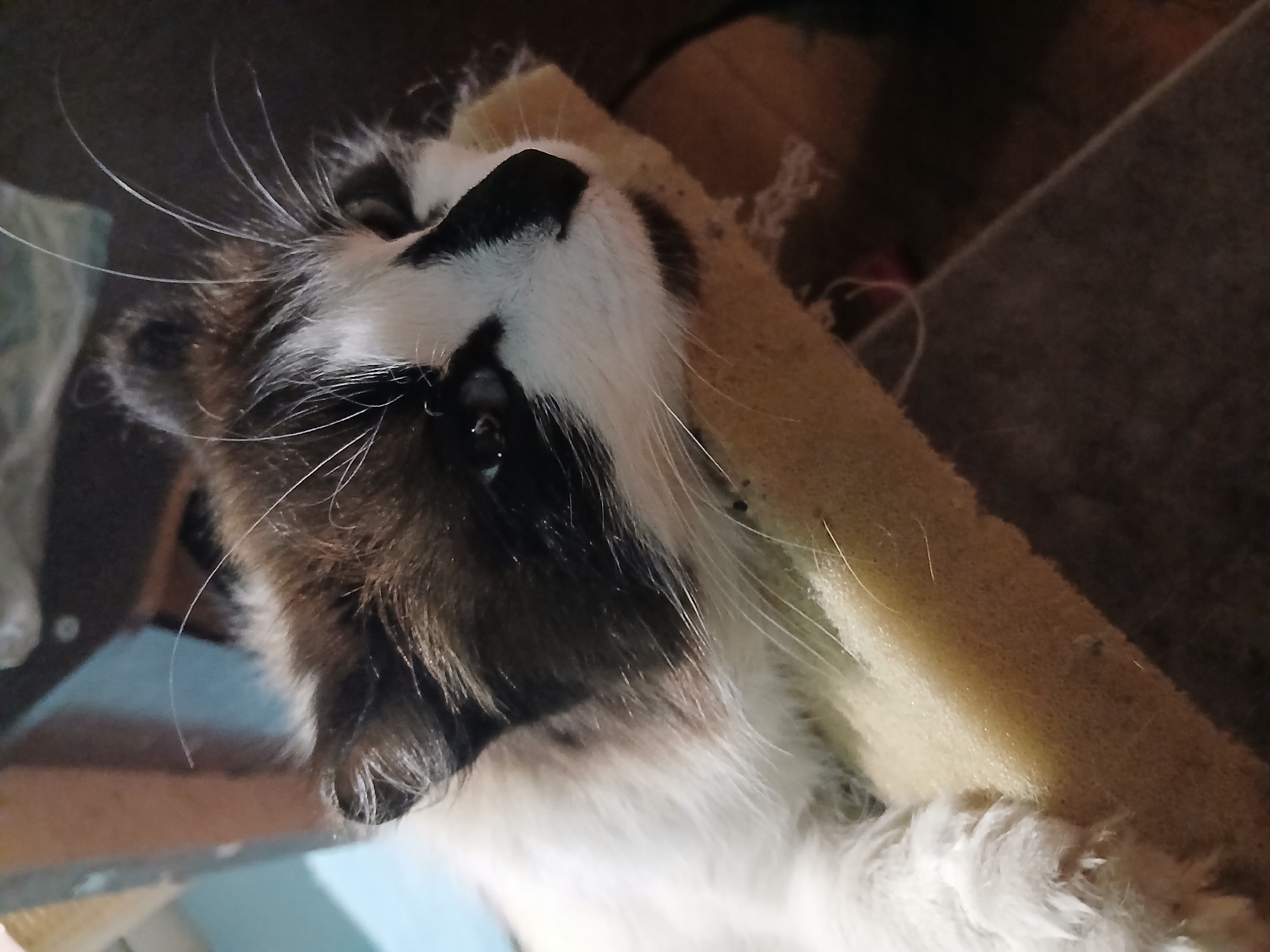 A close-up, tilted shot features a cat resting or leaning against a yellow, porous material, possibly foam. The cat has primarily black and white fur, with prominent black markings around its nose and eye. Its whiskers are long and sparse, extending outward. The surrounding environment is dark and out of focus, with glimpses of furniture or structures in the background. The location of the image is Unknown, Unknown.