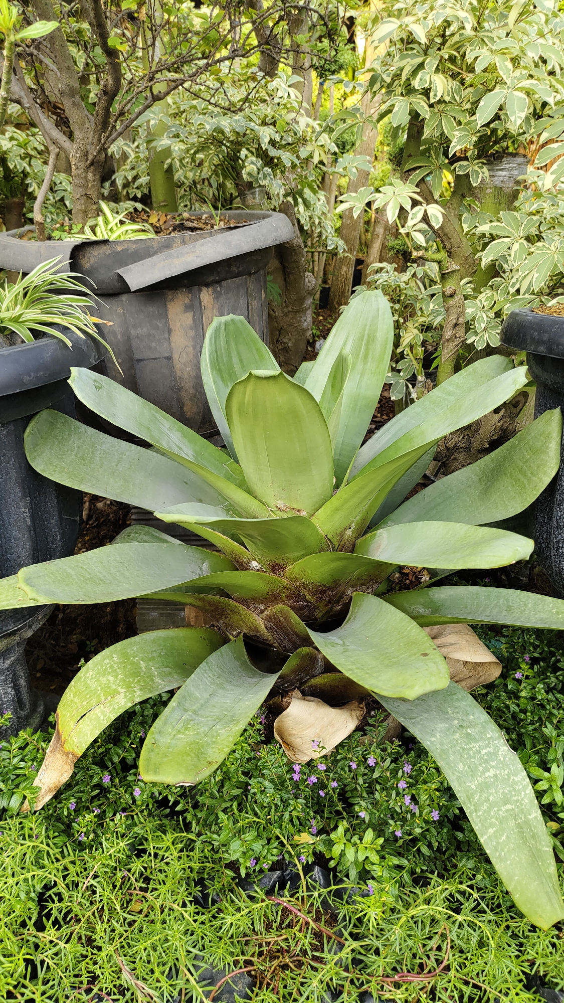 A large, light green bromeliad plant dominates the center of the frame, its broad, fleshy leaves fanning outwards from a central rosette. The plant is situated outdoors, likely in a garden or nursery setting in Bekasi, Indonesia, as indicated by the surrounding vegetation and pots. The ground beneath the bromeliad is covered with a dense carpet of smaller green plants, some of which are dotted with tiny purple flowers. In the background, other plants and trees are visible, along with dark, oversized planters, some appearing to be made of recycled materials. The lighting suggests it is daytime, with soft light illuminating the scene. There are no people present.