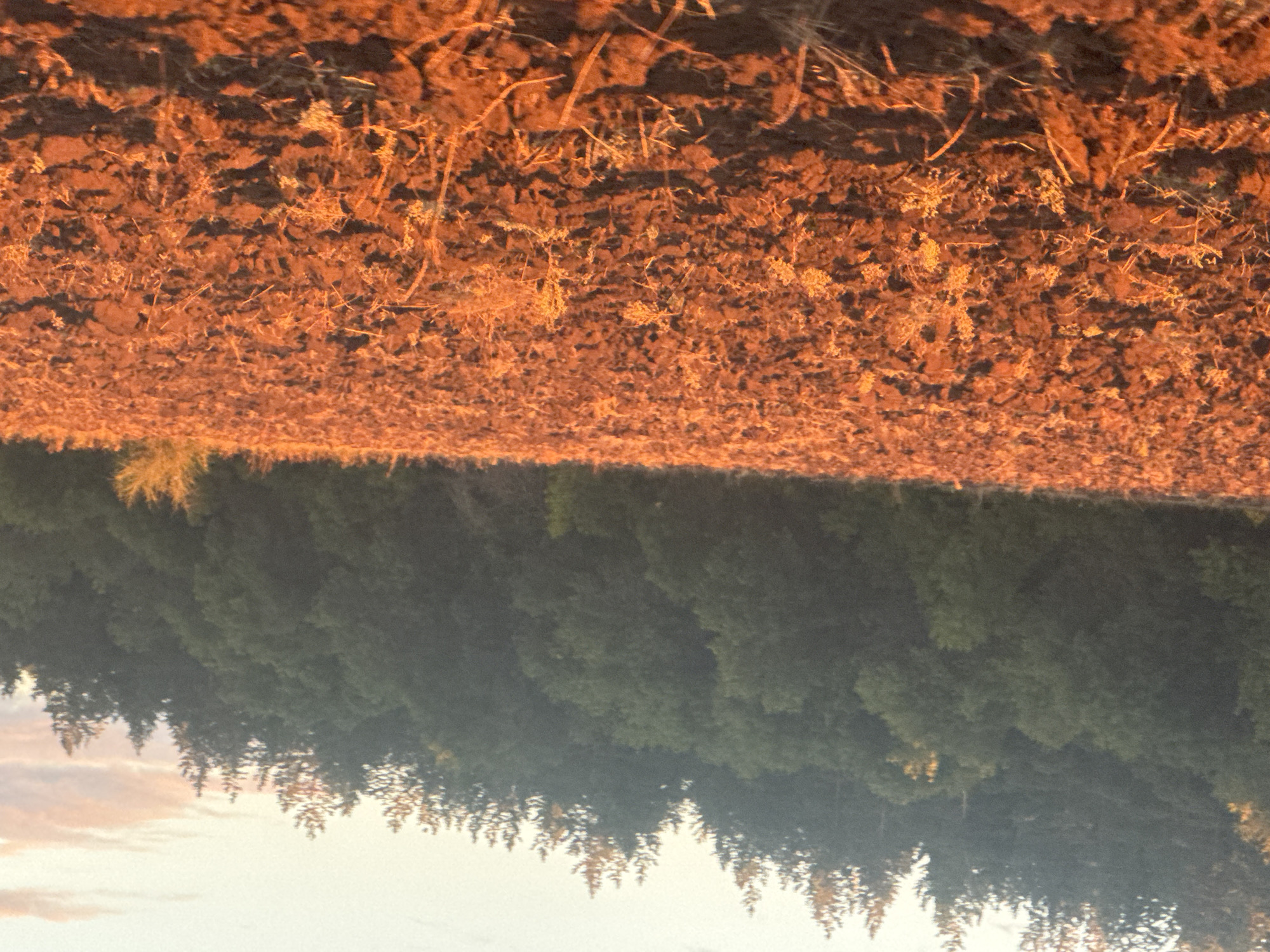 The image depicts a plowed field in the foreground, with the rich, reddish-brown soil illuminated by the warm, golden light of what appears to be either sunrise or sunset. Scattered dry vegetation and small clods of earth are visible on the surface of the field. In the background, a dense, dark green forest covers a hillside. The trees in the forest are a mix of deciduous and coniferous species. The sky above the forest is a pale, hazy blue with some subtle pinkish clouds, suggesting the time of day is early morning or late evening. The scene is devoid of any human presence or activity. The location is identified as Vasil'evka, Russia.