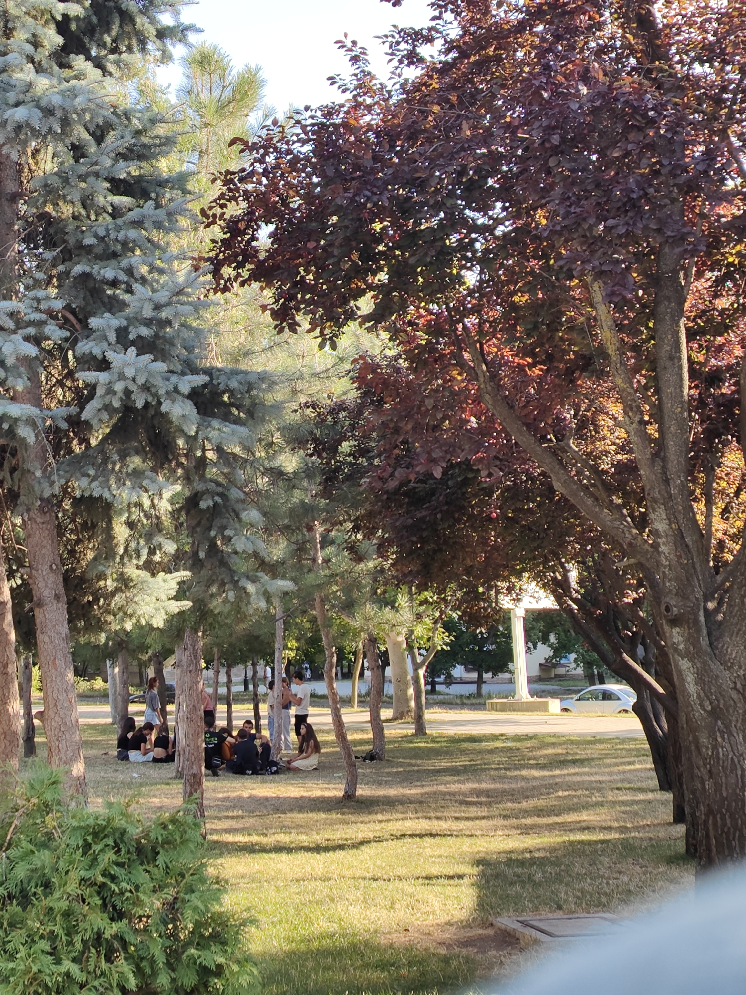 The image depicts a park scene in Tiraspol, Moldova. In the foreground, a cluster of people is gathered on the grass, seated and standing, appearing to be socializing. They are surrounded by trees, including pine trees with blue-green needles and a tree with dark red leaves. Sunlight filters through the foliage, casting shadows on the ground. In the background, a white car is visible parked on a paved area, with buildings and more trees beyond. The overall atmosphere is relaxed and casual, suggesting a pleasant day in the park.