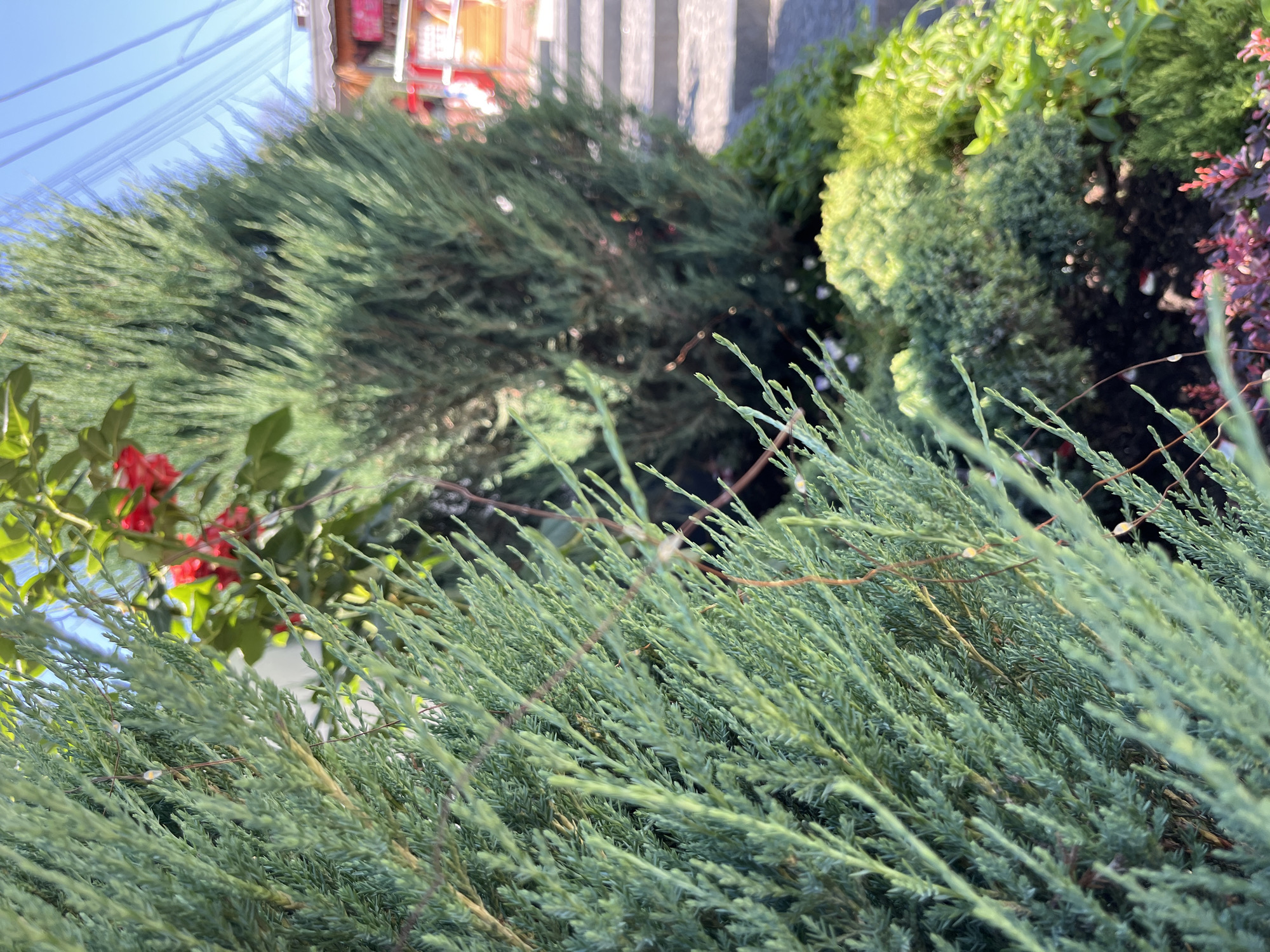 The image depicts a close-up view of various green plants, primarily evergreen shrubs and possibly juniper, in an outdoor setting. In the foreground, the texture and details of the needle-like leaves of a plant are sharply in focus. Behind this, other green shrubs of varying shapes and sizes are visible, some appearing denser and darker green than others. In the upper left corner, there are red flowers and green leaves from another plant, also somewhat out of focus.
The background is blurred, but suggests an urban environment. A bright blue sky is visible at the top, with power lines crossing horizontally. To the right, there are hints of buildings or structures with red and white awnings, and a paved area that appears to be a walkway or street, possibly with stairs leading up. The overall impression is of a well-maintained garden or landscaping in front of a commercial establishment.
Based on the context of Odesa, Ukraine, this scene could be located in a park, a garden area of a cafe or restaurant, or a landscaped street. The presence of power lines and what appears to be a commercial facade suggests an area that is accessible to the public within the city. The specific location within Odesa cannot be determined from the image alone, but it is consistent with a common urban beautification effort involving greenery. There are no people visible in the image.