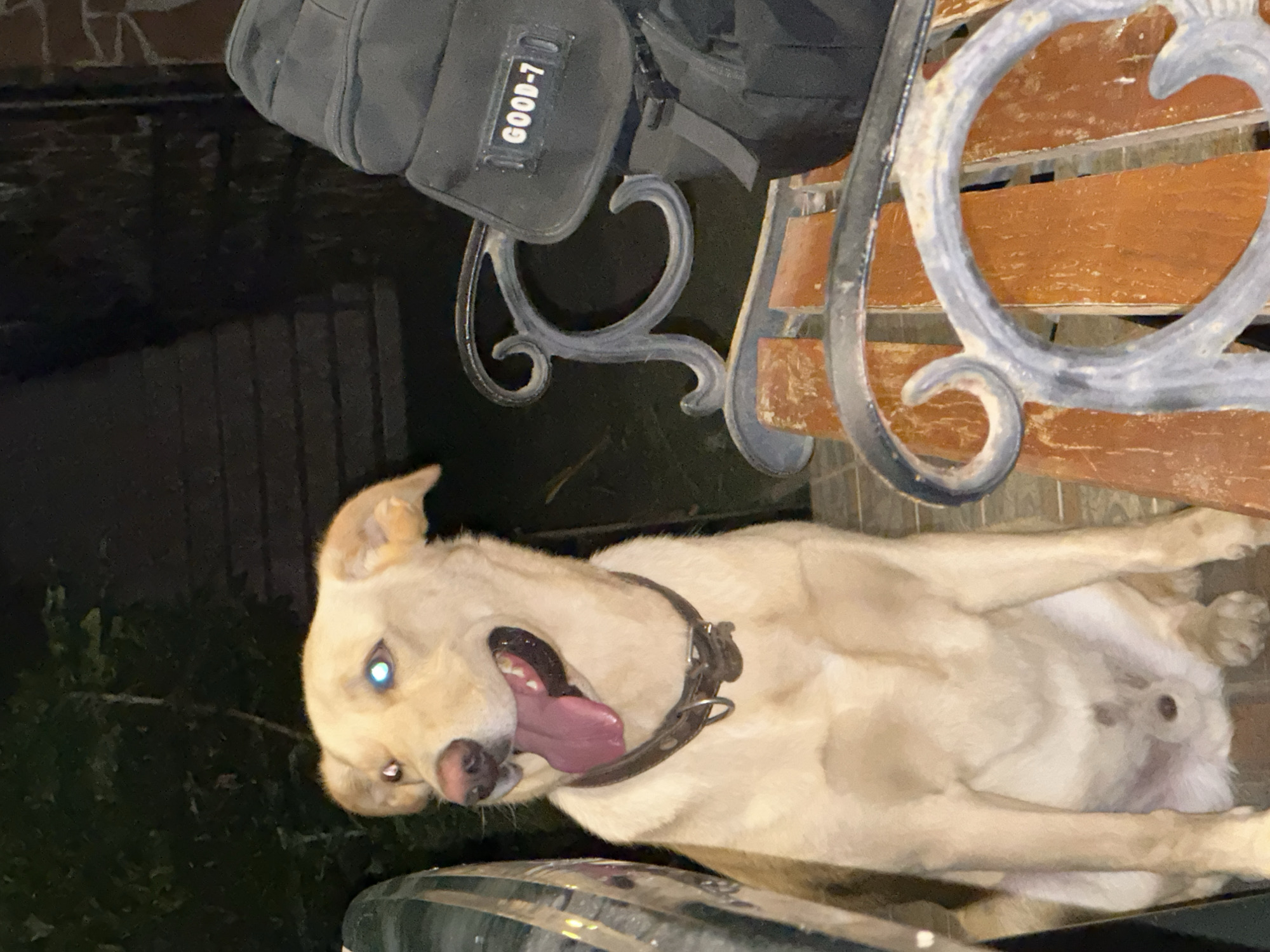 A light-colored dog with bright blue eyes sits on a park bench in Sochi, Russia. The dog is wearing a brown collar and its tongue is hanging out. Behind the dog, a black backpack with a "GOOD-7" patch is visible on the bench. The background appears to be a dark, outdoor setting, possibly a park or a street at night, with some foliage and brickwork visible. The bench itself has wooden slats and ornate metal armrests. The overall scene is dimly lit.