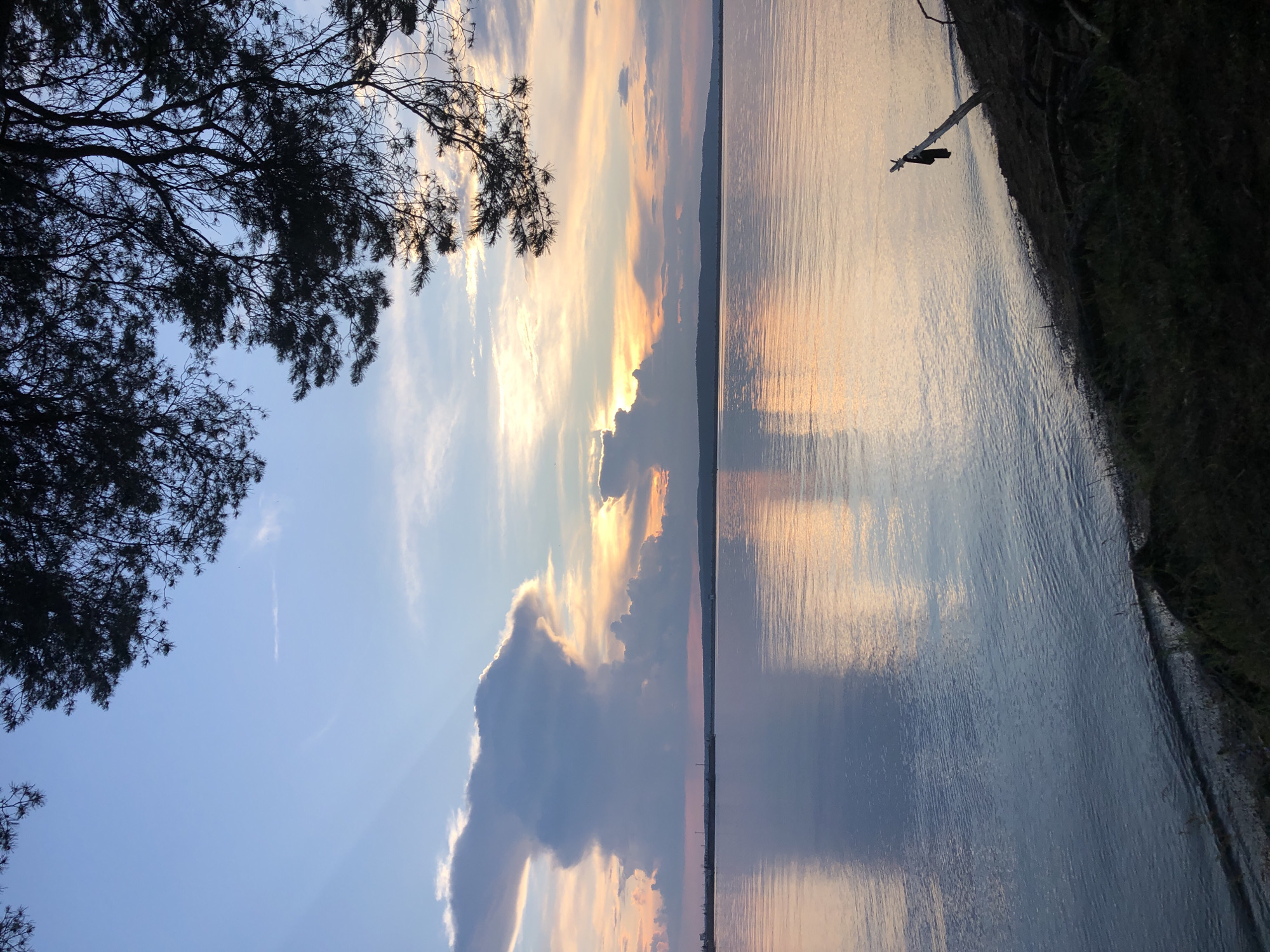A serene sunset over the Kama River near the city of Chaikovsky, Russia. The sky is a canvas of soft blues, pinks, and oranges, with dramatic clouds catching the last rays of the sun. In the foreground, a silhouetted pine tree branches extend into the frame from the top right, its dark needles contrasting with the vibrant sky. The calm river water perfectly reflects the colors of the sunset, creating a mirror image of the sky. Along the riverbank on the right, the shore is covered in dark vegetation and exposed tree roots, with a single dry branch protruding from the water. The distant horizon is marked by a faint line of hills or the far bank of the river.