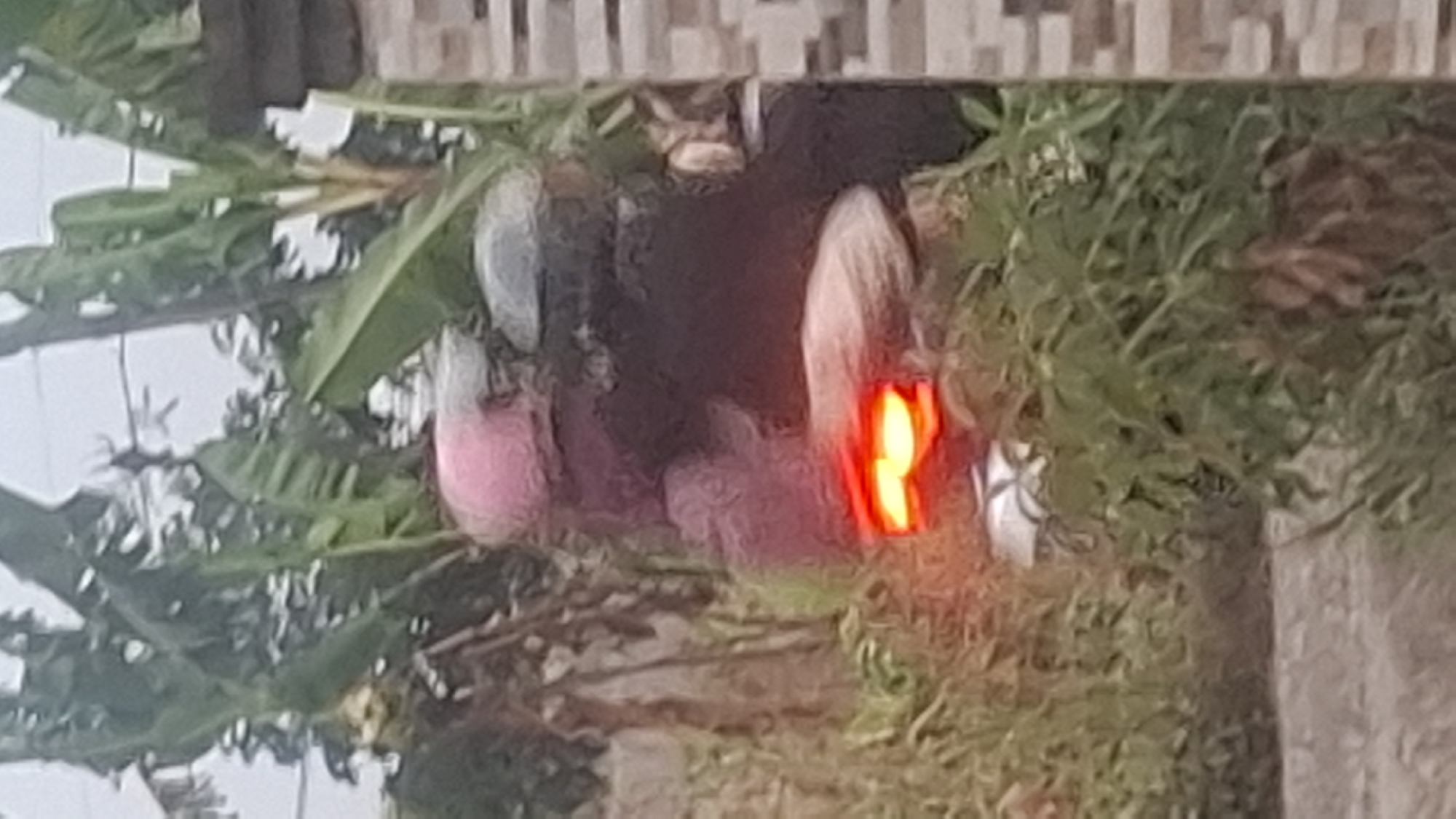 An out-of-focus, low-light image depicts a motorcycle with its brake light illuminated, suggesting it is either stopping or has just stopped. The motorcycle is partially obscured by dense green foliage, likely overgrown vegetation or plants like banana trees given the large leaves visible. A segment of a brick wall with a patterned surface is visible on the right side of the frame. The overall scene is indistinct due to the blurriness, making it difficult to discern specific details about the rider or any other individuals. The location is specified as Cibinong Hilir, Indonesia.