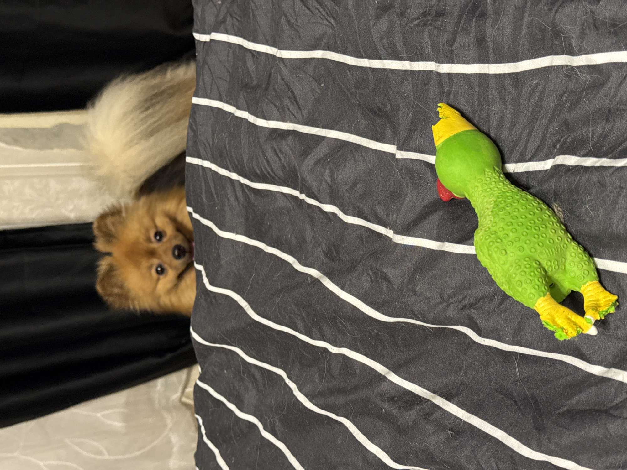 A Pomeranian dog with reddish-brown fur peeks over the edge of a bed with black and white striped sheets. A green rubber chicken toy lies on the sheets in the foreground. The dog is looking at the toy. The background consists of dark curtains and what appears to be light-colored blinds. There is no indication of the city of Khimki, Russia, in the image.