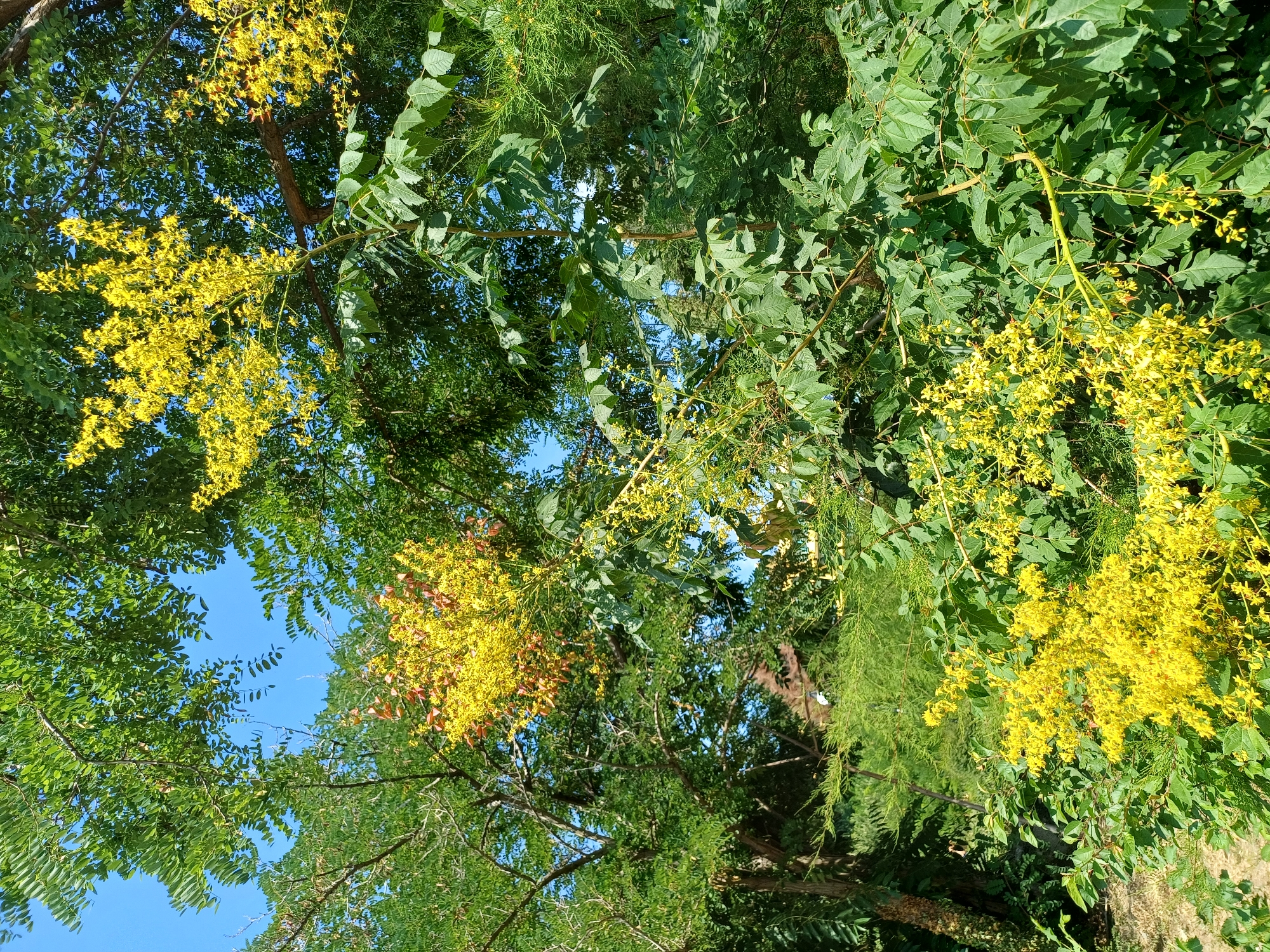 The image shows a dense canopy of trees with bright yellow flowers in bloom. The leaves are predominantly green, with some reddish-brown foliage interspersed among the yellow blossoms. The sky is a clear blue, visible through gaps in the leaves. The scene suggests an outdoor environment, likely a park or garden, given the abundance of vegetation. The specific location is the vicinity of the Varna Naval Museum in the city of Varna, Bulgaria. There are no people or animals visible in the frame.
