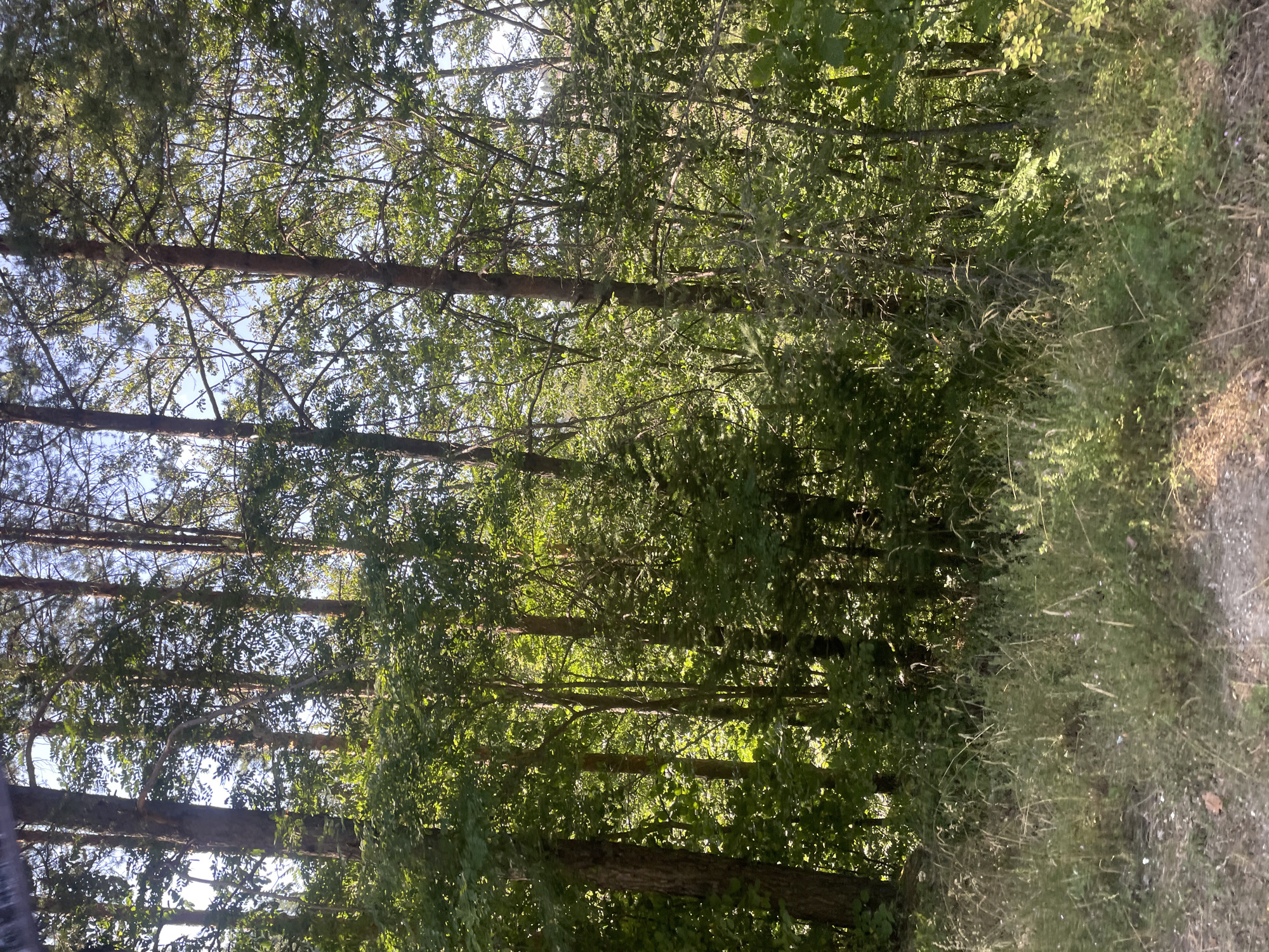 The image depicts a dense forest with tall, slender trees, likely pine, reaching towards a bright sky. The foliage is lush and green, with sunlight filtering through the branches, creating dappled patterns on the forest floor. The foreground features a mix of dry grass and scattered leaves, suggesting a natural, untamed environment. There are no people or man-made structures visible in the image. The scene conveys a sense of natural beauty and tranquility, characteristic of a forest located in a rural area such as Debelianovo, Bulgaria.