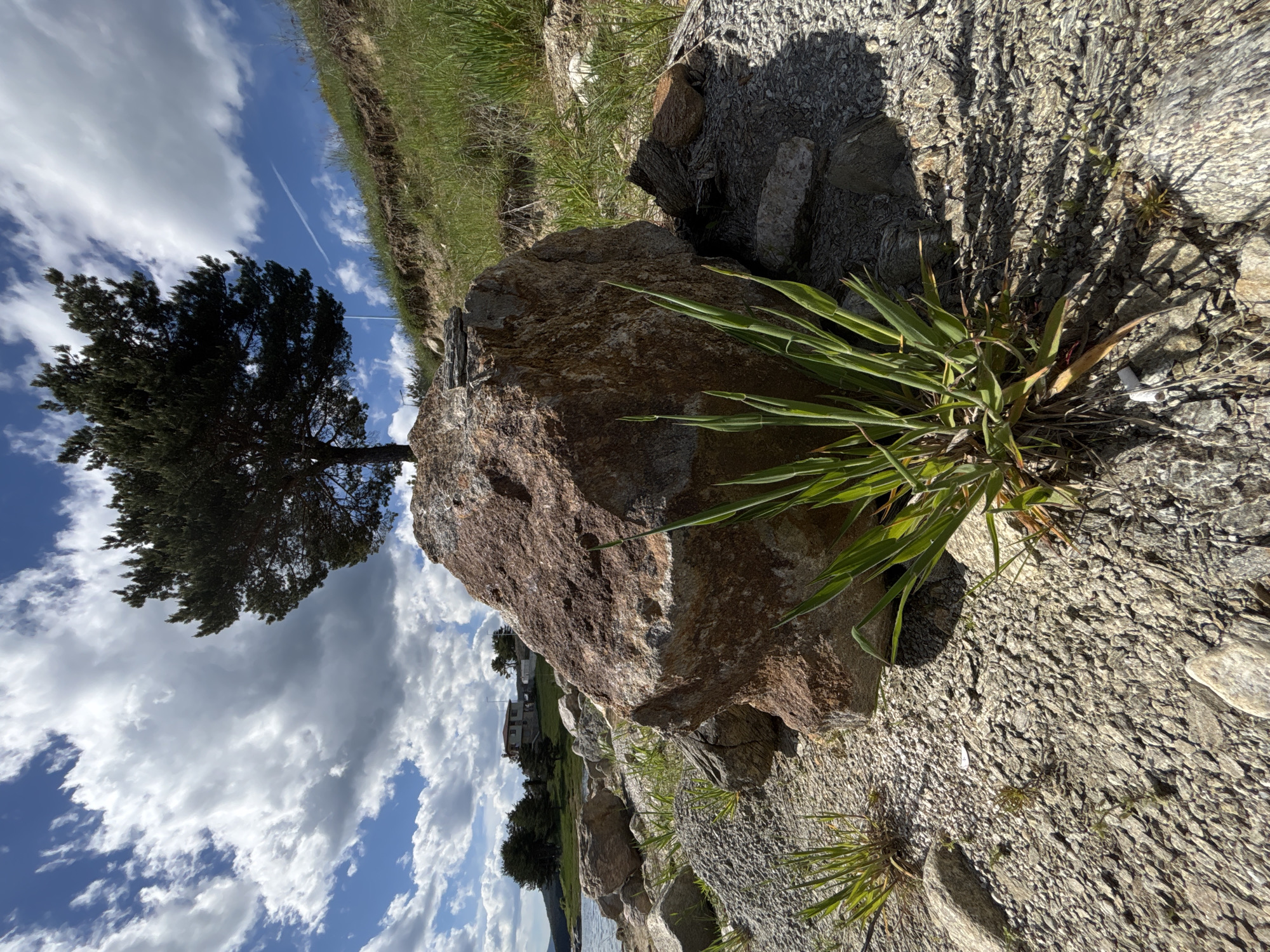 The scene is an outdoor landscape photograph taken at an oblique angle. In the foreground, a large brown rock dominates the view, with a clump of green, grass-like vegetation growing near it. To the right of the brown rock is a larger, gray rock with a rough, textured surface. Small stones and some sparse grass surround the rocks.
In the background, a tree stands out against a partly cloudy sky. In the distance, a building can be seen on a grassy hillside. The photograph captures a natural environment, possibly along a hillside or shoreline.