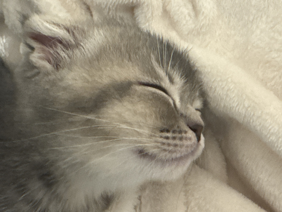 The image displays a close-up of a domestic cat, likely a kitten or young adult, in a state of sleep. The cat's head is positioned with its right side angled towards the viewer, featuring closed eyes. Its fur is a blend of light grey, white, and darker grey markings, particularly noticeable around the ears and muzzle. Multiple white vibrissae (whiskers) are visible extending from the muzzle area. The nose appears pinkish-brown and exhibits distinct texture. The cat rests on a light cream or off-white, soft, textured fabric, consistent with a blanket or similar textile. The lighting is diffuse and uniform. There are no visual elements within the image that allow for the identification of a specific geographical location, including the city of Strasbourg, France.