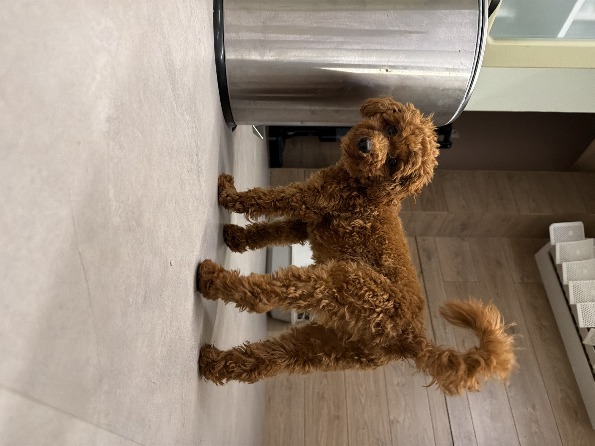 A brown poodle is standing on a light-colored tiled floor in a room. The dog has curly fur and is looking towards the left side of the frame. To the left of the dog is a tall, silver trash can. In the background, the wall is covered with light brown wooden panels. Above the wall, a white air conditioning unit is mounted. The room appears to be indoors, possibly a kitchen or a utility area, given the presence of the trash can and the tiled flooring. There is no indication of the location being in the city of Sofia, Bulgaria.