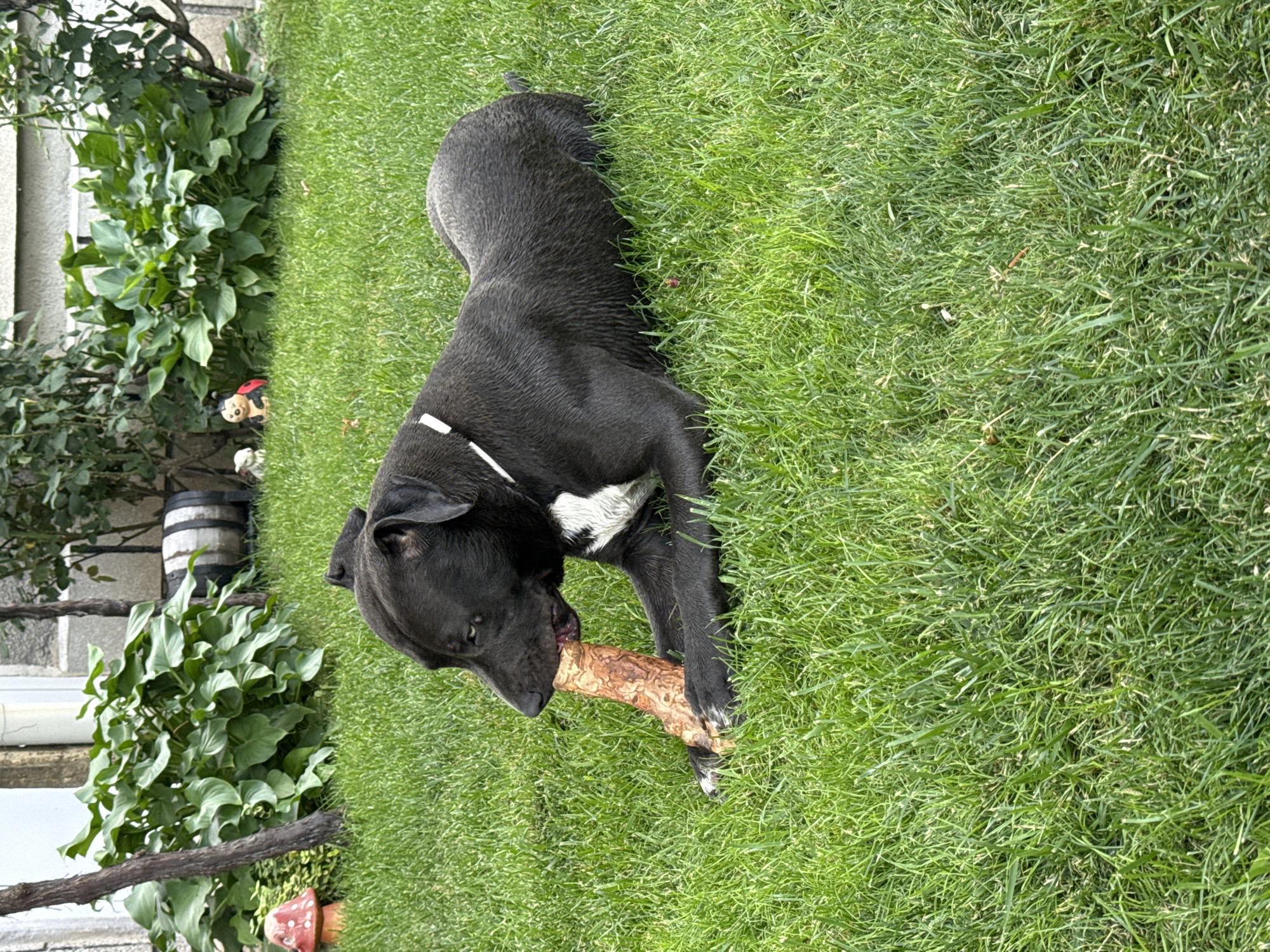 A black dog with white markings on its chest lies on a grassy lawn, chewing on a large, light-brown chew toy. The dog is oriented diagonally across the frame, with its head towards the lower left and its tail towards the upper right. It appears to be a medium to large breed with a muscular build. The grass is green and appears well-maintained. In the background, to the left of the dog, is a garden area with lush green plants and some foliage. A portion of a white wall or building is visible behind the plants. A black and white striped barrel is also present in the background. The lighting suggests it is daytime, likely sunny given the brightness of the grass. There is no visible text in the image. The overall scene depicts a relaxed moment of a dog playing with a toy outdoors in a garden setting.