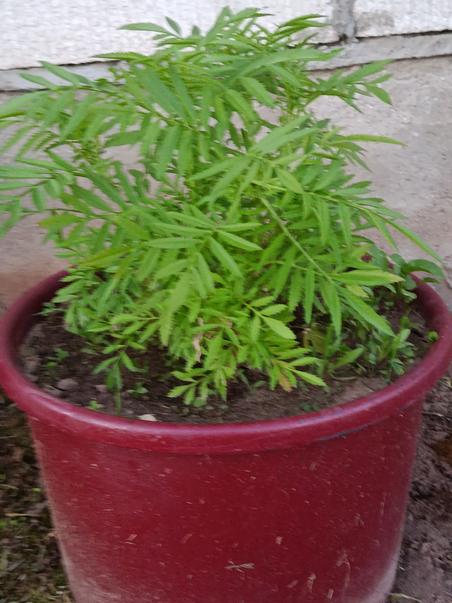 A potted marigold plant with feathery green leaves is shown in a red plastic pot. The plant is positioned outdoors, with a textured light-colored wall visible in the background, likely a building. The ground surrounding the pot appears to be dirt and possibly some gravel. The lighting suggests it is daytime. The image was taken in Слабодкаўскі сельскі Савет, Belarus.