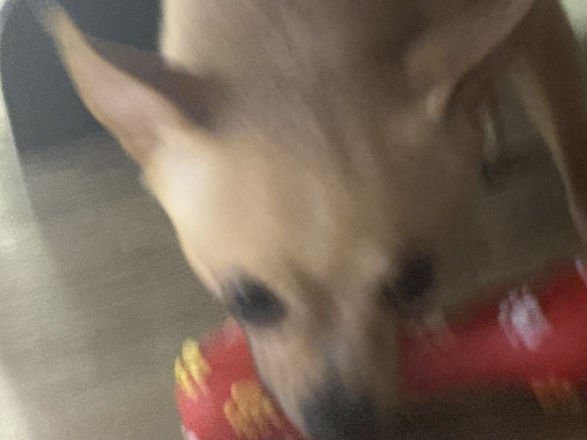A blurry close-up photograph shows a light brown dog with erect ears holding a red, yellow, and white plush toy in its mouth. The background is out of focus, appearing as a neutral gray. The location is unknown and not possible to deduce from the available information.