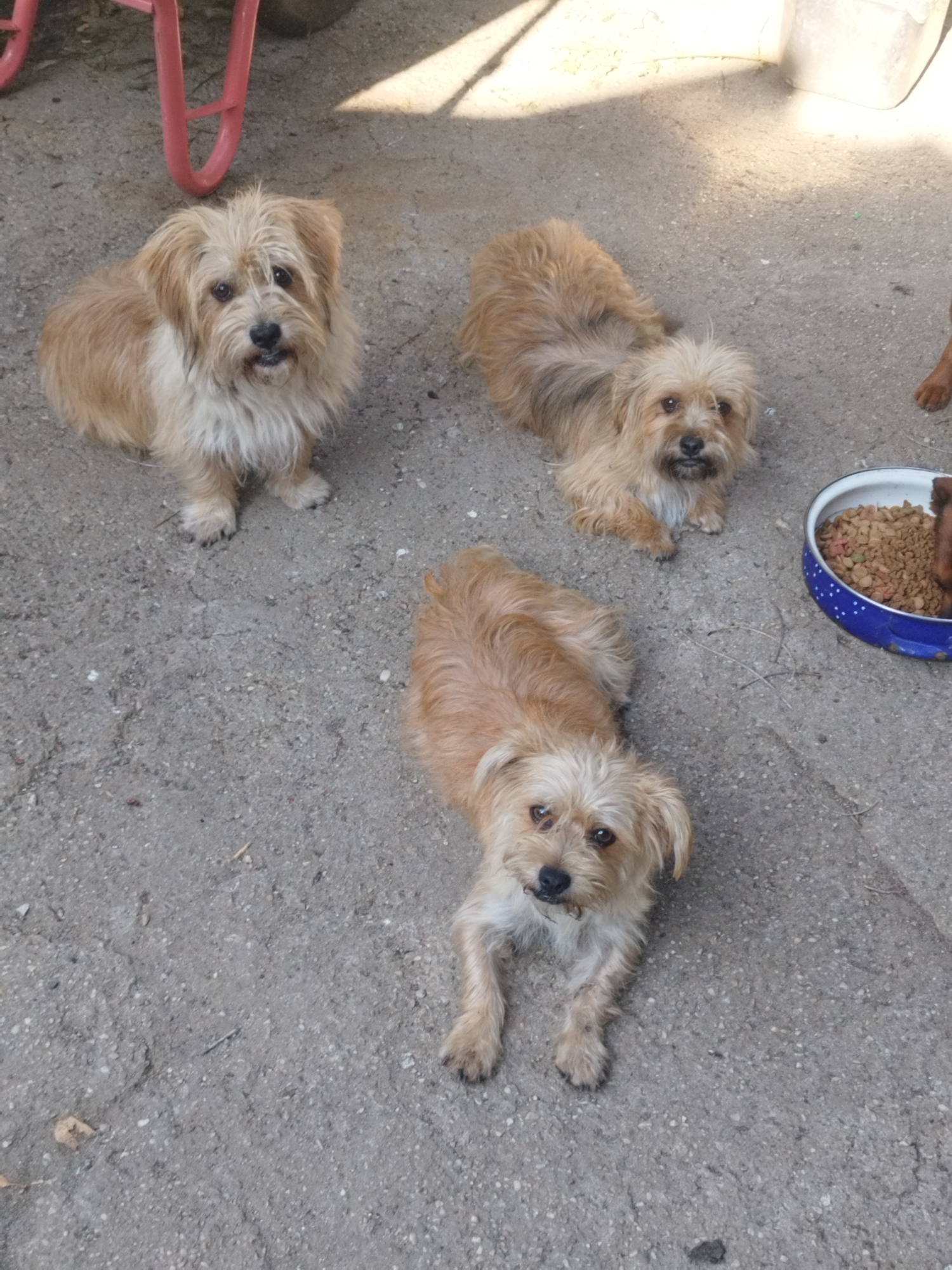 The image depicts three small, light-brown, shaggy dogs in an outdoor setting on a concrete surface. The dogs appear to be of similar breed, possibly terriers, and are positioned in different stances. One dog is sitting upright, looking directly at the camera, while another is lying down, also facing the viewer. The third dog is lying down in the background, facing away from the camera. In the lower right corner, a blue and white speckled bowl filled with dog food is visible, with a portion of another dog's leg touching it. The background shows a red metal object, possibly part of a piece of furniture or equipment, and patches of sunlight and shadow on the concrete ground. The environment suggests a yard or an outdoor communal space. The image was taken in Bucharest, Romania.