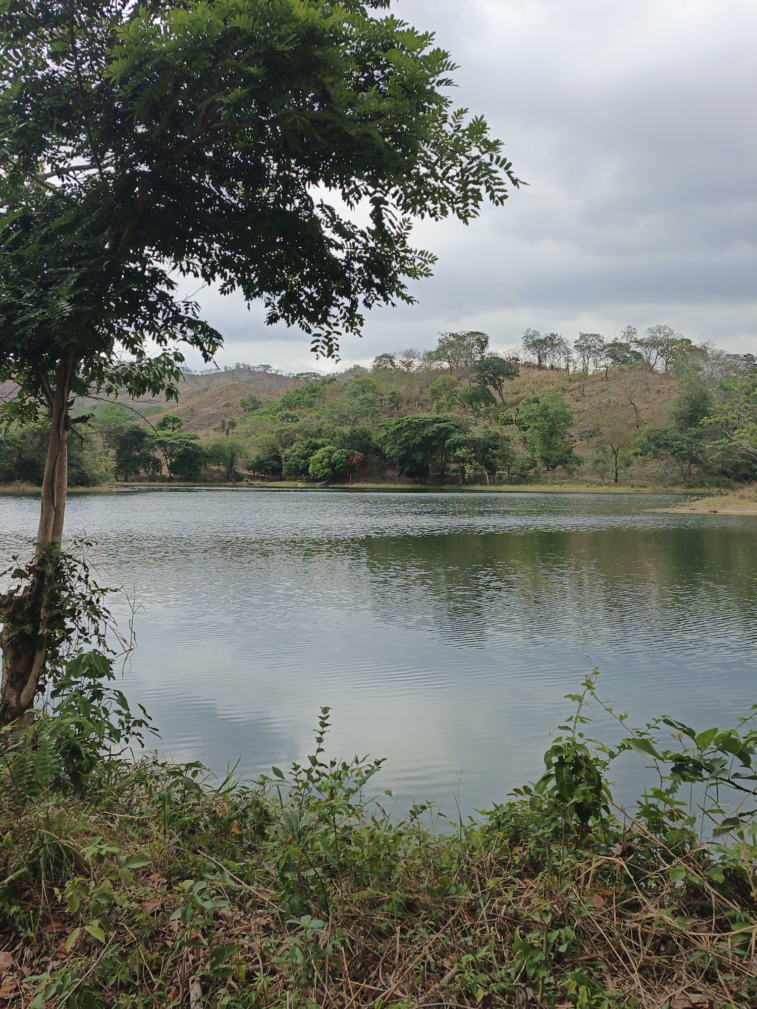 The image depicts a lake surrounded by trees and vegetation, located in Tinaquillo, Venezuela. The lake is relatively calm, with gentle ripples on its surface, reflecting the cloudy sky above. In the foreground, there is a patch of vegetation consisting of bushes, grass, and dead leaves. A tree stands to the left, partially framing the scene. The background shows a forested hillside, with a mix of green trees and some with bare branches, suggesting a dry season. The sky is overcast with grey clouds. There are no people visible in the image.