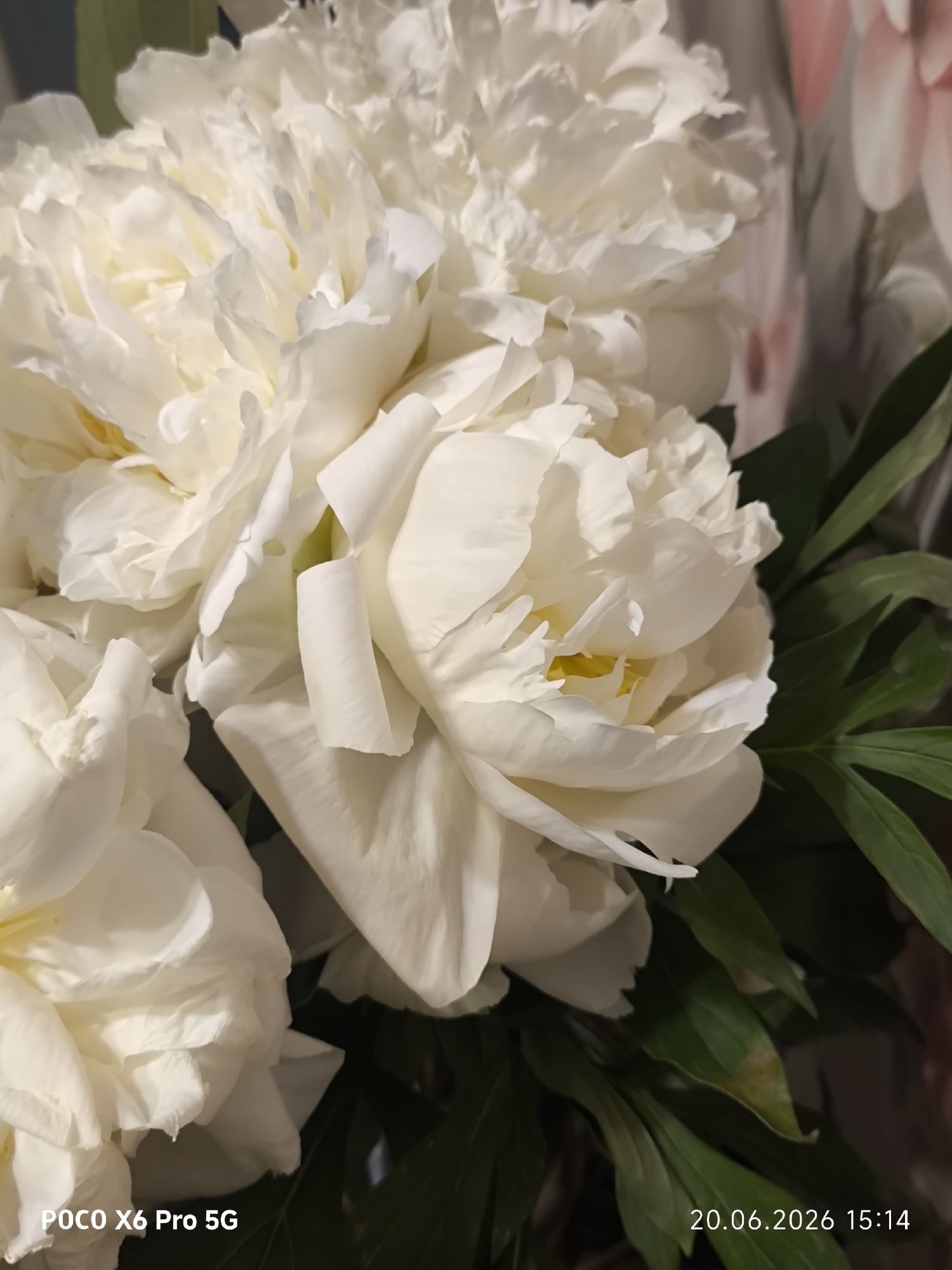 A close-up, eye-level shot captures a bouquet of white peonies. The flowers are lush and full, with delicate, layered petals that create a soft, voluminous appearance. Some petals curl inward, revealing hints of yellow at their centers. Dark green leaves are interspersed among the blossoms, providing a contrasting texture and color. The background is softly blurred, suggesting an indoor setting with hints of a floral pattern and possibly other flowers in shades of pink and white. In the lower left corner of the image, the text "POCO X6 Pro 5G" is visible. In the lower right corner, the date and time "20.06.2026 15:14" are displayed. The image does not contain any recognizable landmarks or environmental cues specific to Borisovskoe, Russia.