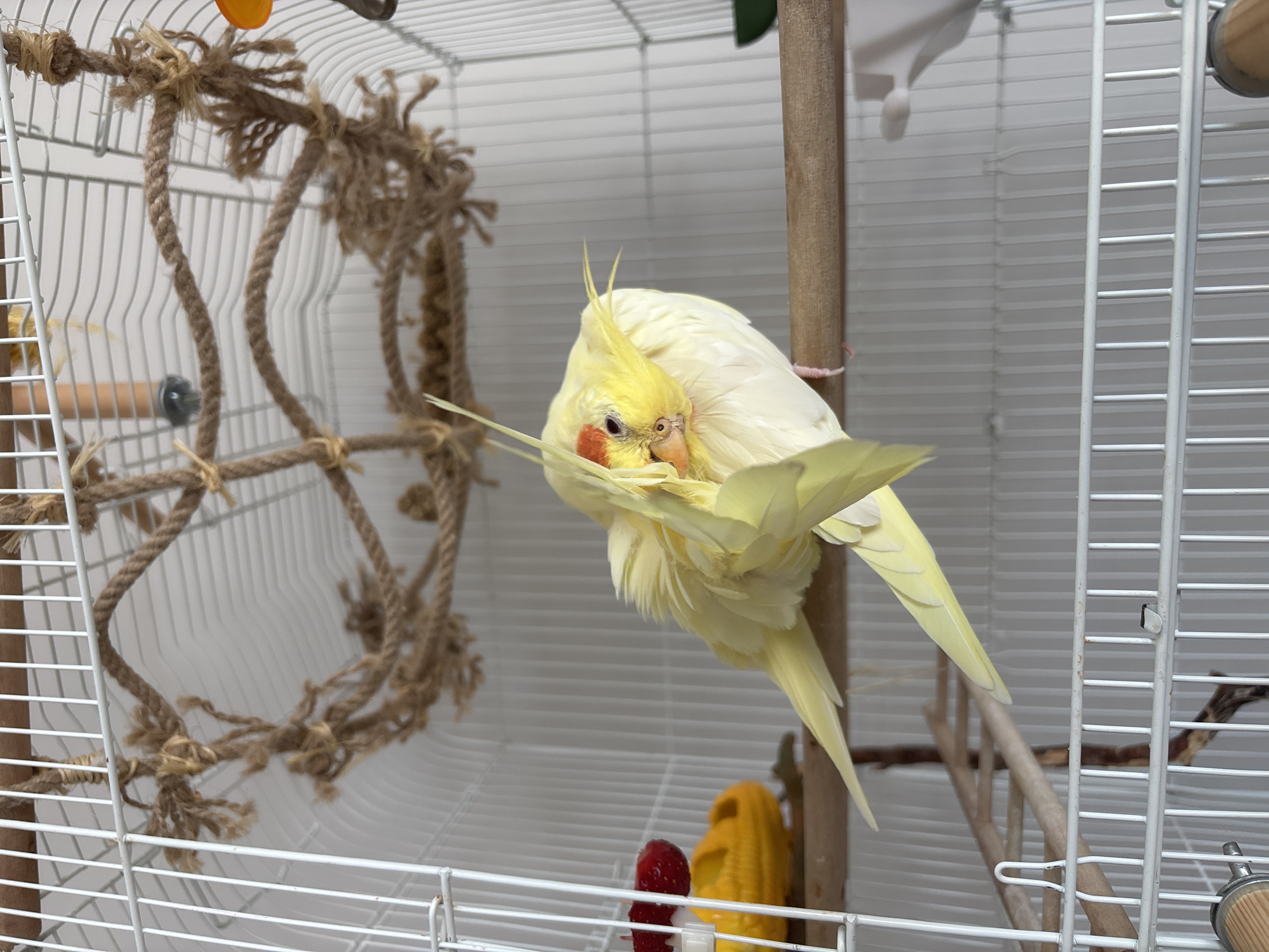 A light yellow cockatiel, distinguished by its prominent orange cheek patches and upright crest feathers, is the central subject, captured within a white wire cage. The bird is actively preening or stretching, with its head turned sharply backward and downward towards its body, and its left wing partially raised and fanned. It is perched on a smooth wooden dowel inside the cage.
The cage is furnished with several accessories designed for birds. A thick, light brown rope ladder or net structure, appearing well-used and frayed in places, is suspended on the left side, providing a climbing element. Towards the bottom right, beneath the bird, a vibrant red, strawberry-shaped item—likely a toy or a piece of fruit on a skewer—is clipped to the cage bars. Beside it is a bright yellow, textured object resembling a corn on the cob. Another wooden perch is visible further back, and part of a metal and wood feeder or water dispenser can be seen at the bottom right corner of the cage.
The background beyond the cage consists of a plain, light-colored wall, indicating an indoor environment. The lighting appears natural and suggests it is daytime. No text is visible in the image. While the image itself does not contain specific visual cues to indicate its geographic location, the provided context places this scene in Krasnoyarsk, Russia.