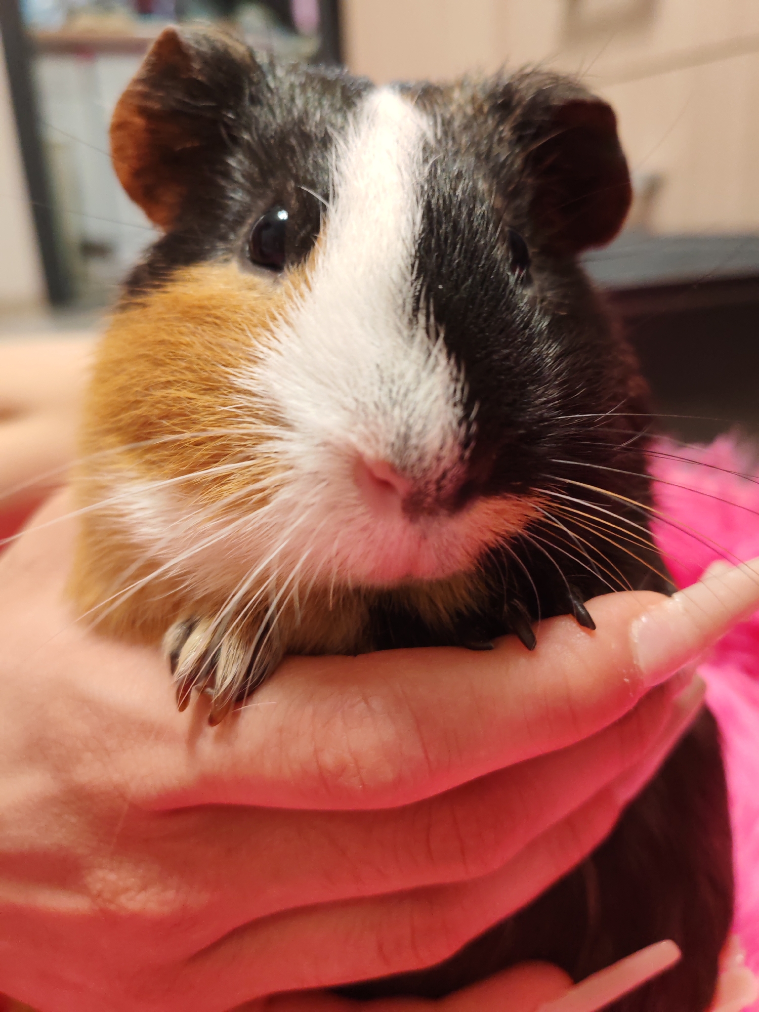 The image shows a close-up of a guinea pig held in someone's hands. The guinea pig has a tri-colored coat of black, white, and orange. Its paws, with visible claws, are resting on the person's fingers. The background is softly blurred, showing hints of a room interior with a pink, fluffy texture in the foreground. There is no information in the image to indicate the location of Tomsk, Russia.