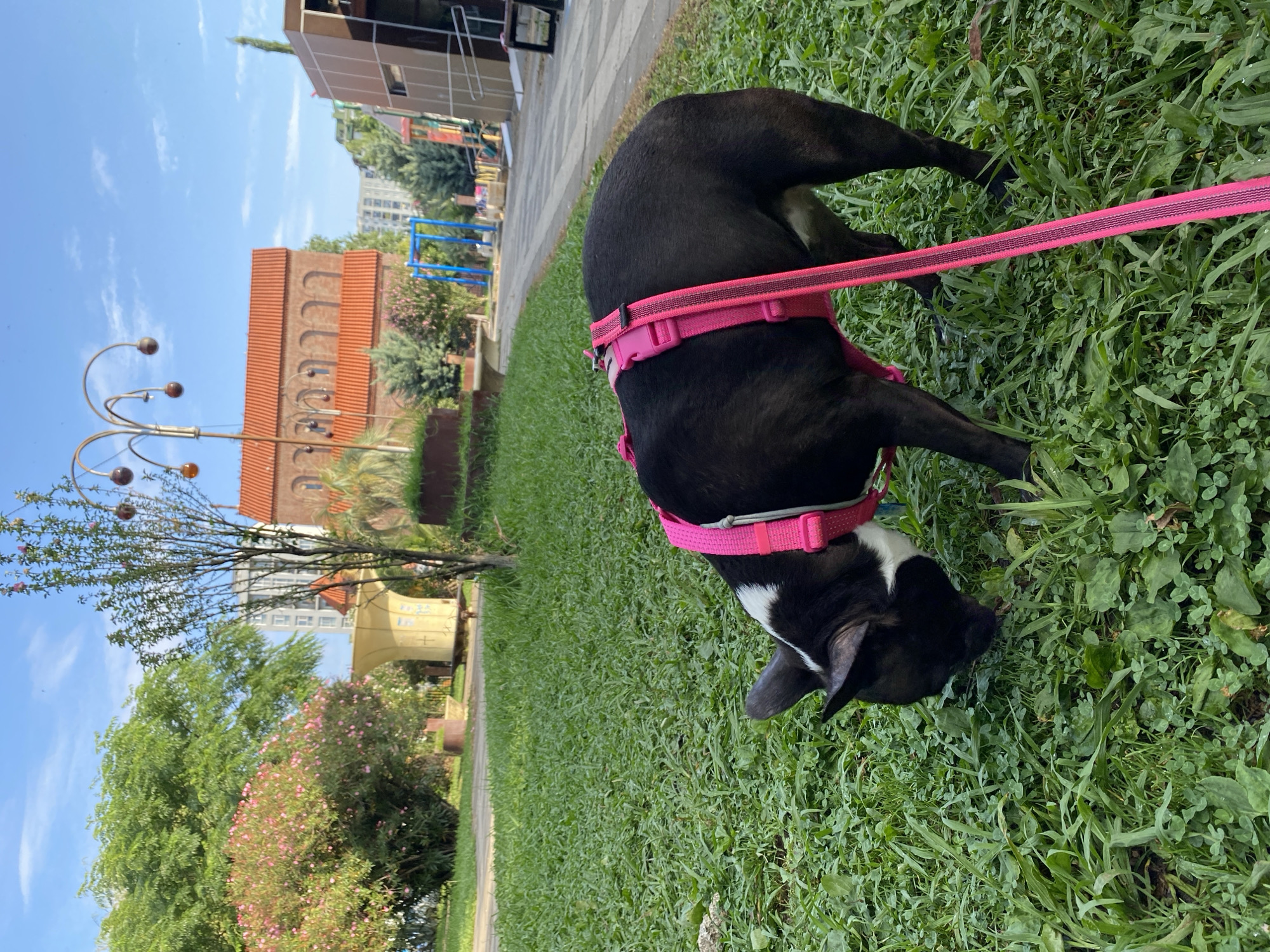 A black and white French bulldog wearing a bright pink harness and leash is sniffing the grass in a park. The dog is in the foreground, with its head down. In the background, there is a paved path, a playground with blue structures, a brick building with an arched roof, lush green trees, and a tall modern building. The sky is blue with scattered clouds. This appears to be a public park area in Batumi, Georgia, likely within proximity to residential or recreational facilities given the playground and surrounding buildings.