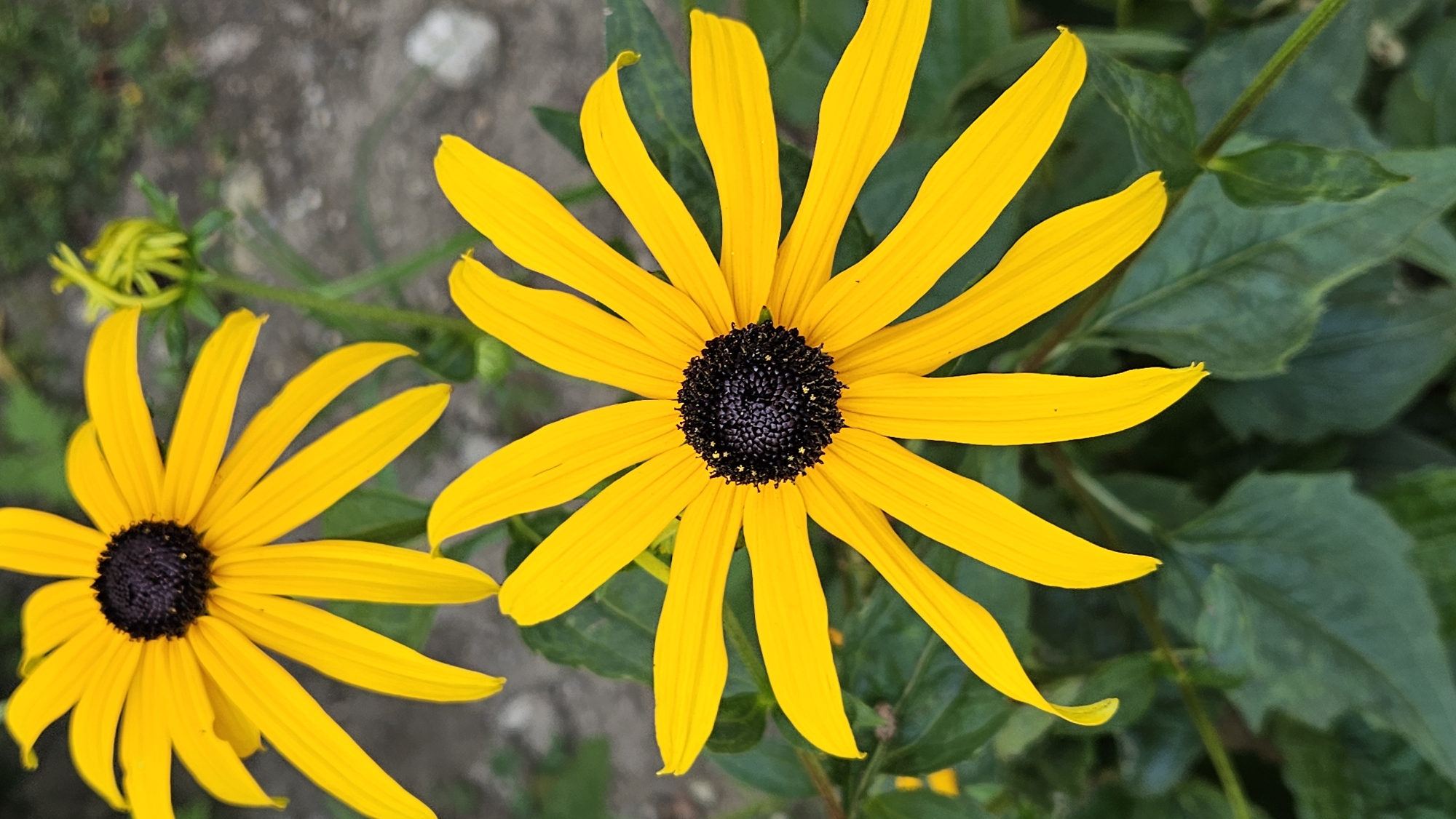 A close-up, vertical, eye-level shot focuses on two black-eyed Susan flowers, one in sharp focus in the foreground and another slightly out of focus in the upper left. The foreground flower is a vibrant yellow with numerous elongated petals radiating from a dark, textured center. The petals are slightly curved and some have visible veins. Behind and slightly above it, another similar flower is visible, its petals also a bright yellow. A developing flower bud, tightly coiled and green, is positioned to the right of the main flower. The background consists of muted green foliage and a grey, gravelly surface. The image appears to be taken outdoors, possibly in a garden or park, in Prešov, Slovakia. There are no people or animals present.