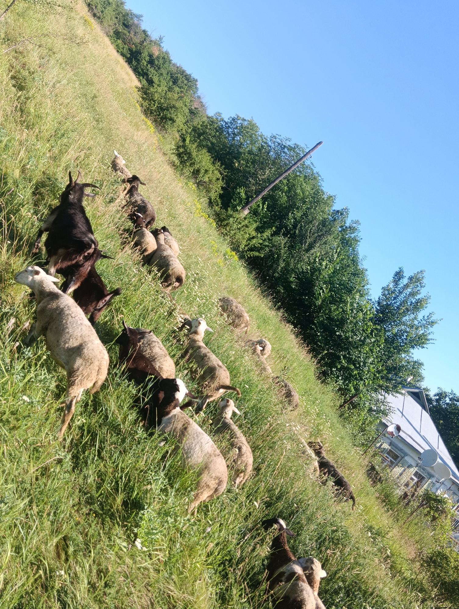 A herd of sheep and goats are grazing on a steep, grassy hillside under a clear blue sky. The vegetation is lush and green, with patches of yellow wildflowers scattered throughout. In the background, a dense line of trees forms a dark green border along the top of the hill. To the right, a portion of a building with a gray roof and white walls is visible, along with some satellite dishes. One goat, with dark fur and prominent horns, is positioned in the foreground on the left, facing uphill. Several sheep, mostly light brown and white, are scattered across the hillside, some grazing and others looking towards the viewer. A dark-colored dog is also present, walking uphill further back in the herd. The image is captured from a low angle, emphasizing the incline of the terrain.
