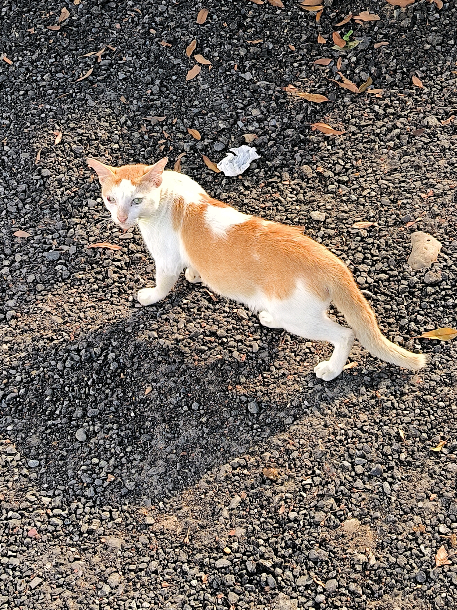 An orange and white domestic cat is positioned on a surface covered with small, dark grey stones. The cat is facing the viewer and is looking slightly to its left. Its left side is slightly lower than its right, with its hind legs extended and its tail curled to the right. A thin, light green collar is visible around the cat's neck. Scattered on the stone surface are a few dry, brown leaves and a crumpled piece of white paper. A small, light-colored rock is to the right of the cat's hindquarters. The ground appears to be an outdoor area, possibly a path or yard, in Lhokseumawe, Indonesia, as indicated by the context. The lighting suggests it is daytime, with shadows falling across the ground from the left.