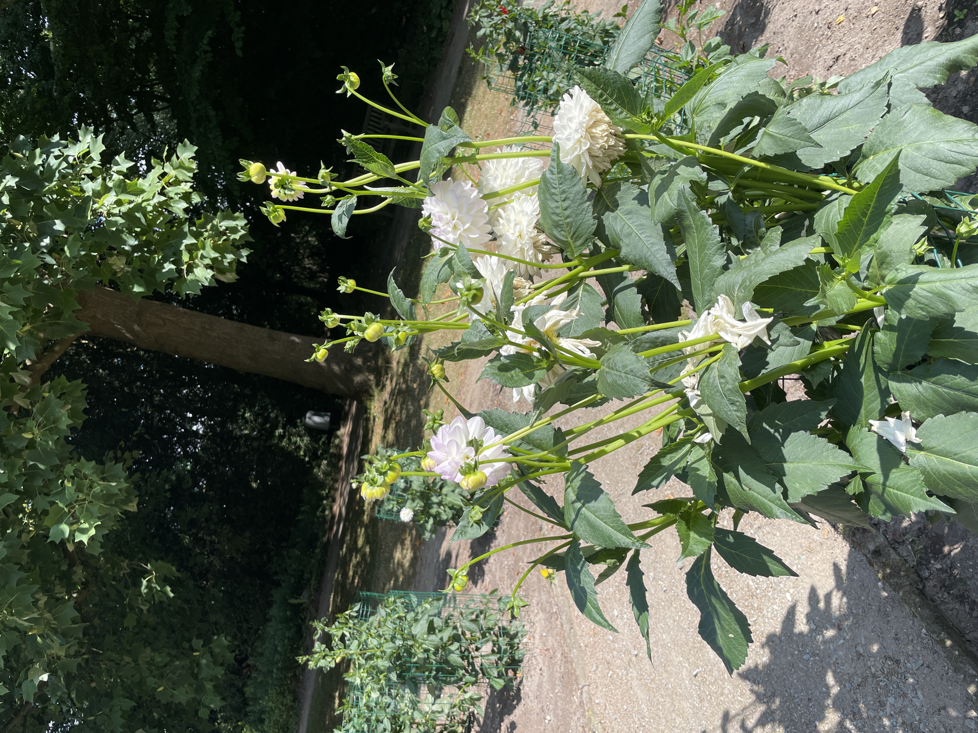 A close-up, eye-level shot captures a cluster of white dahlia flowers with green buds and stems in the foreground. The flowers are in various stages of bloom, with some fully open and others still forming. The plants are in a garden setting, with gravel paths and lush green foliage visible in the background. To the left, a row of plants enclosed by green wire mesh structures stands against a dappled shadow. In the mid-ground, a dirt path winds through the garden, and a dark tree trunk is prominent to the right. The scene is illuminated by bright sunlight, casting distinct shadows. The image appears to have been taken in the botanical garden of Bremerhaven, Germany, possibly in the area showcasing ornamental plants or specific flower collections.