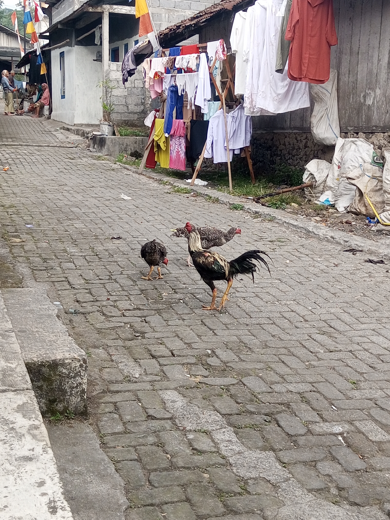 In Andongsili, Indonesia, a village scene unfolds with three chickens on a cobblestone street. A rooster with black, white, and gold plumage stands prominently in the foreground, facing right. Behind it, a hen with mottled brown feathers pecks at the ground. To the left, another chicken, darker in color, is partially visible. The street is lined with houses, and laundry hangs on a clothesline in front of one dwelling, adorned with colorful flags. In the background, large white sacks are piled near a weathered wooden wall. Several people are gathered in the distance, near the entrance to a house. The environment suggests a typical village setting with evidence of daily life and communal activities.