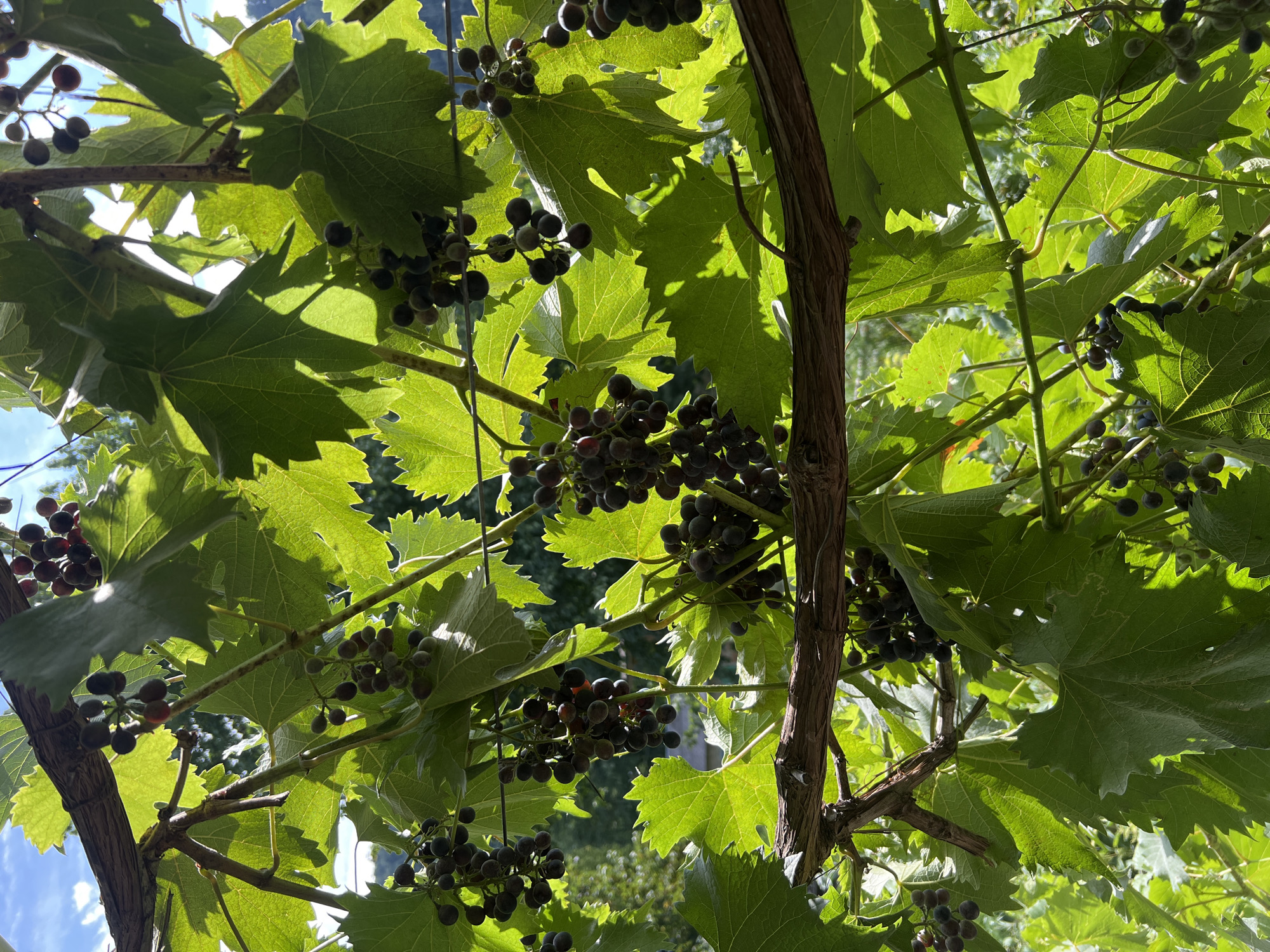 The image shows a close-up view of grapevines with clusters of dark grapes and large green leaves. The vines are supported by a rough wooden beam and some wire. Sunlight filters through the leaves, creating bright spots and shadows. In the background, out of focus, there is greenery and a hint of a building, suggesting an outdoor setting. The overall impression is one of a vineyard or garden.
