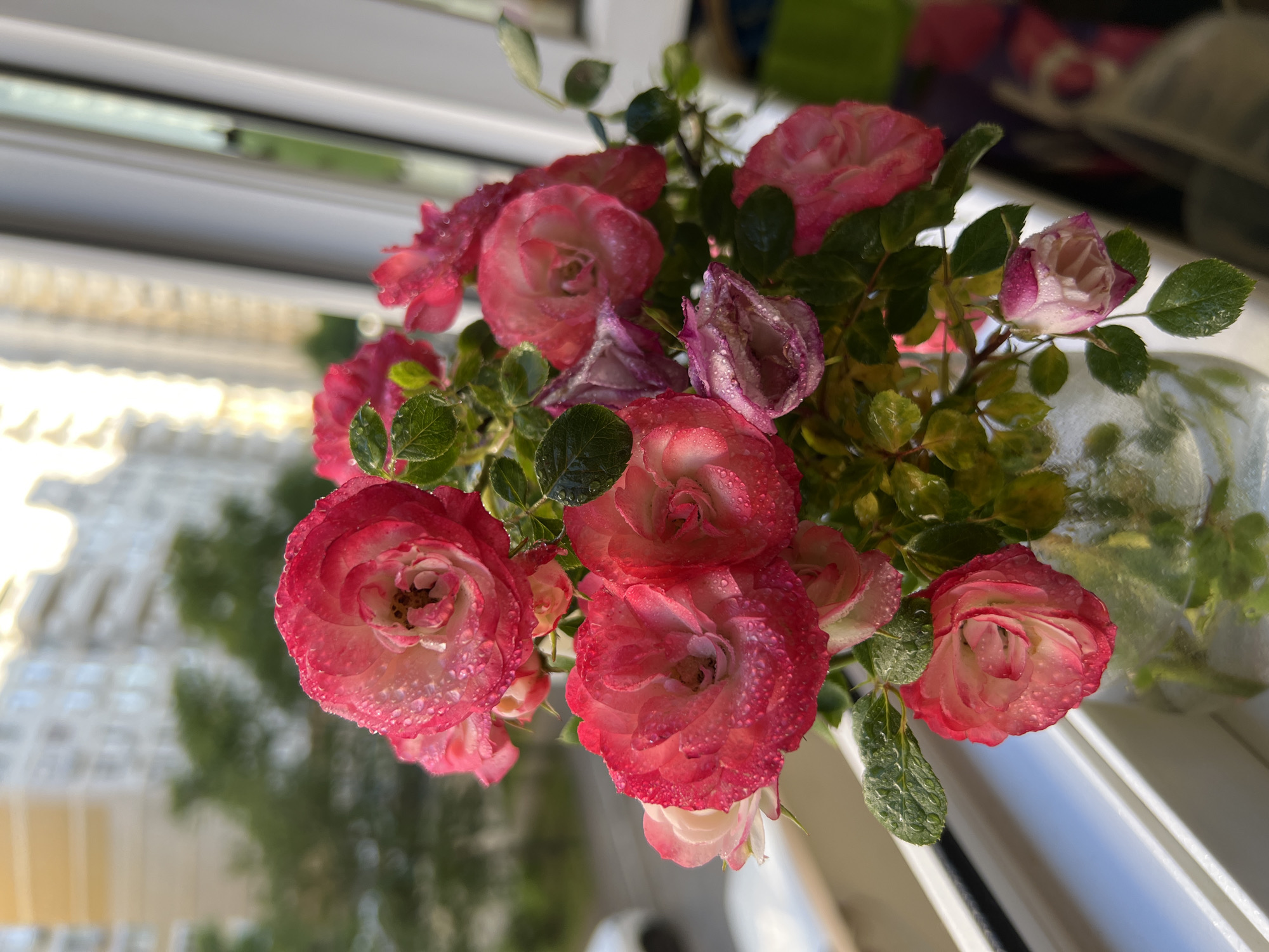 A bouquet of small roses, featuring shades of deep pink and white, is arranged in a clear glass vase on a white PVC windowsill. The petals and green leaves are covered with numerous spherical water droplets. Several roses are in full bloom, while others are partially open or in bud form. Intense, warm natural light enters from the right, creating significant highlights on the water droplets and flower surfaces.
Through the window, an urban environment is visible, characteristic of the city of Krasnodar, Russia. Multiple multi-story residential buildings, predominantly light-colored, stand in the background. Patches of green trees and foliage are present between the structures. A portion of a white car is discernible in the lower-left background, suggesting a street or parking area. The interior elements consist solely of the flowers, vase, and windowsill. No individuals are depicted.