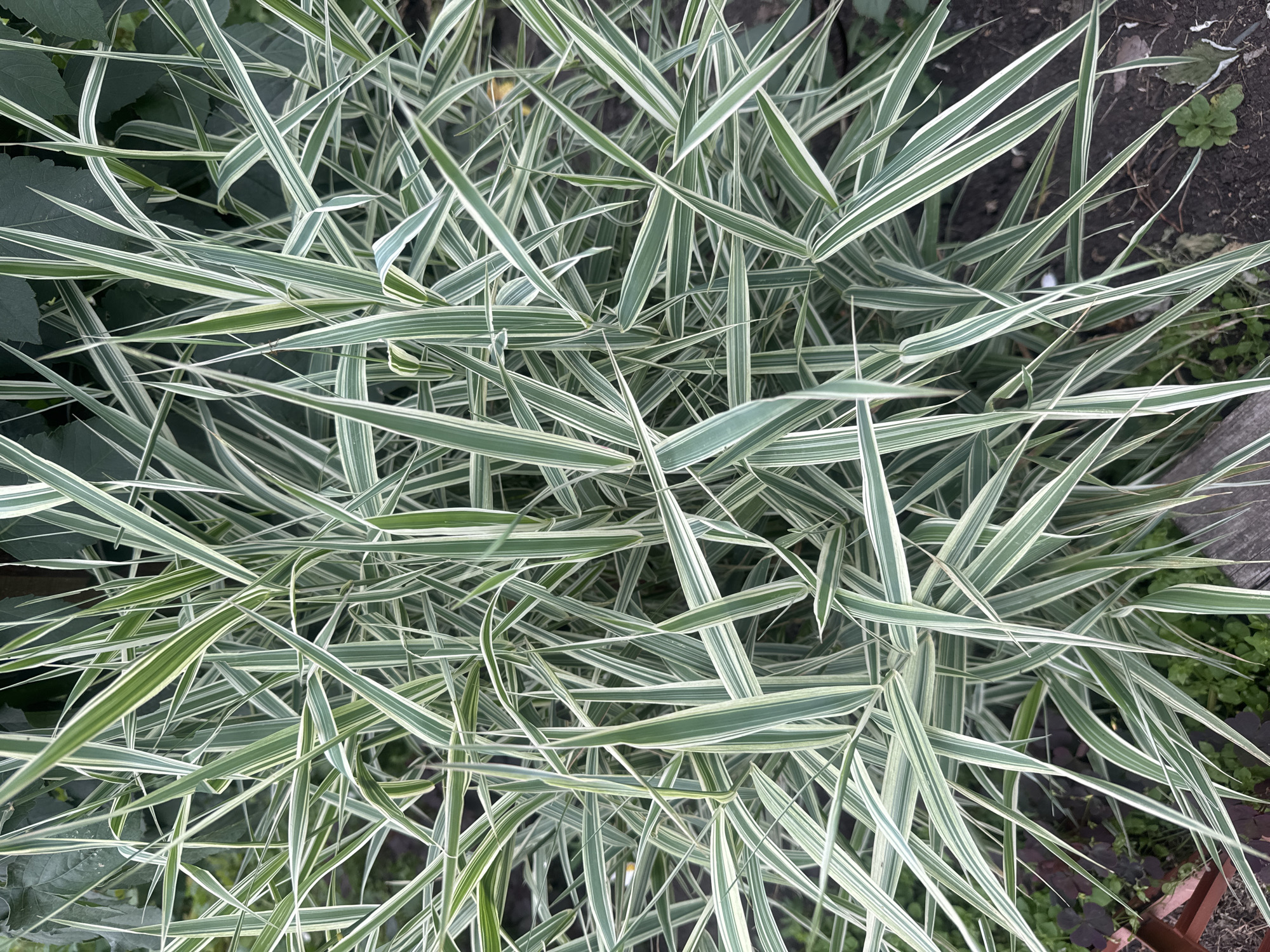 The image shows a close-up, overhead view of a densely packed ornamental grass plant with variegated green and white striped leaves. The leaves are long, slender, and pointed, growing in various directions, creating a lush and somewhat chaotic texture. The plant is situated outdoors, with dark soil and some scattered green foliage visible at the bottom of the frame. No people or specific landmarks that would indicate a location in Maksimovshchina, Russia are present.