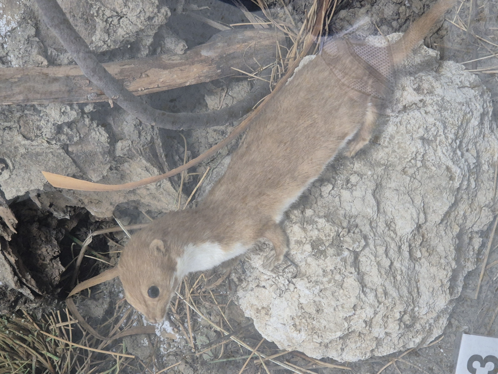 The image shows a taxidermied weasel specimen in a display case, likely in an exhibit about local wildlife. The weasel, light brown with a white chest, lies atop a rock. The background includes soil, twigs, and what appears to be part of a burrow or den. The location is Srebarna, Bulgaria, presumably because this is where the specimen was collected or where the exhibit is located. The image appears to be taken through the glass of the display case.
