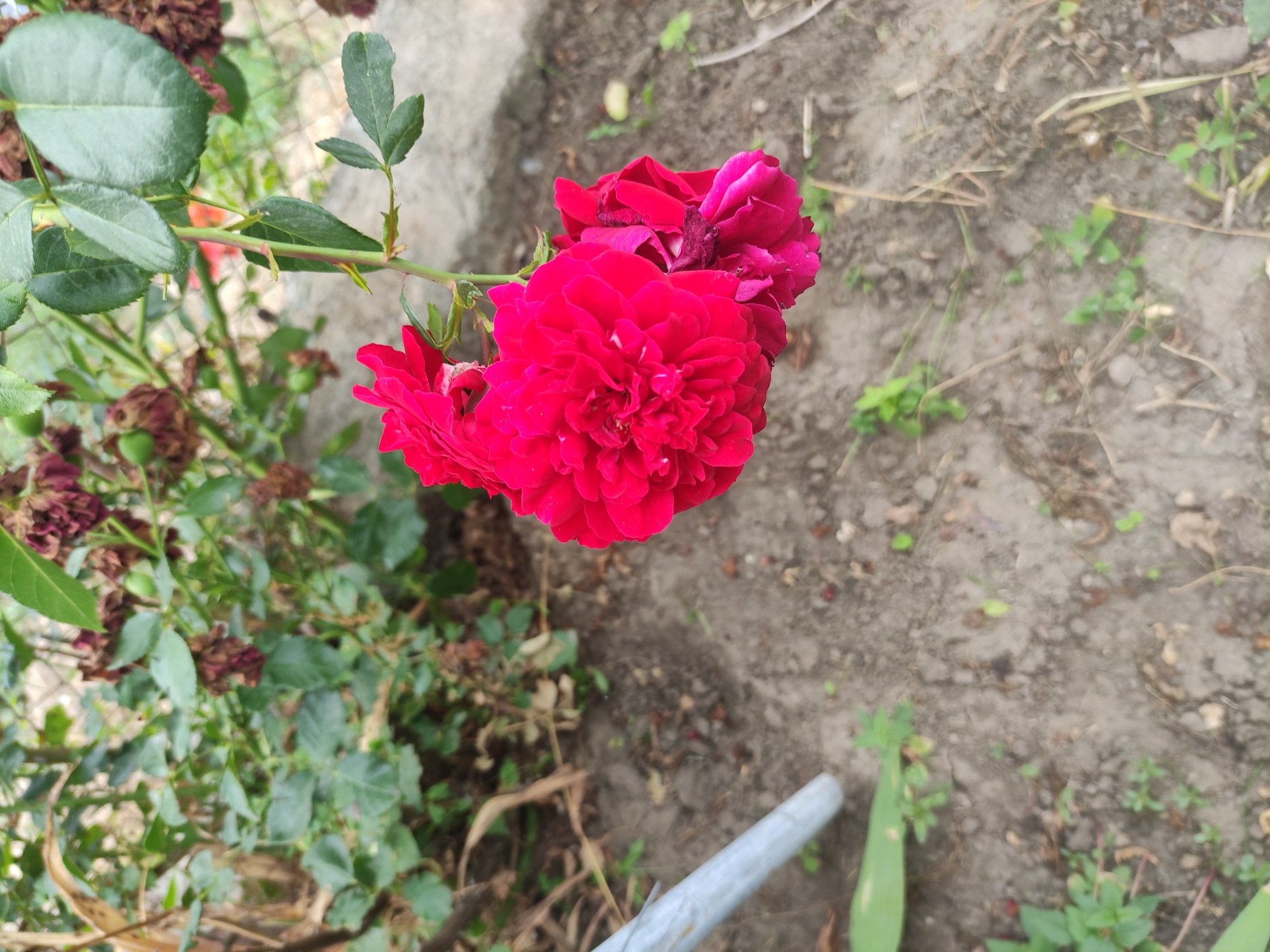 A cluster of vibrant red roses is in focus, with several dense blooms. The roses are part of a bush with green leaves and some dried, brown flower heads visible in the background. A thin, light-colored metal pole is partially visible on the left side of the image, extending from the bottom up. The ground is covered in dry soil with scattered green weeds and some dried plant matter. The scene appears to be an outdoor garden.