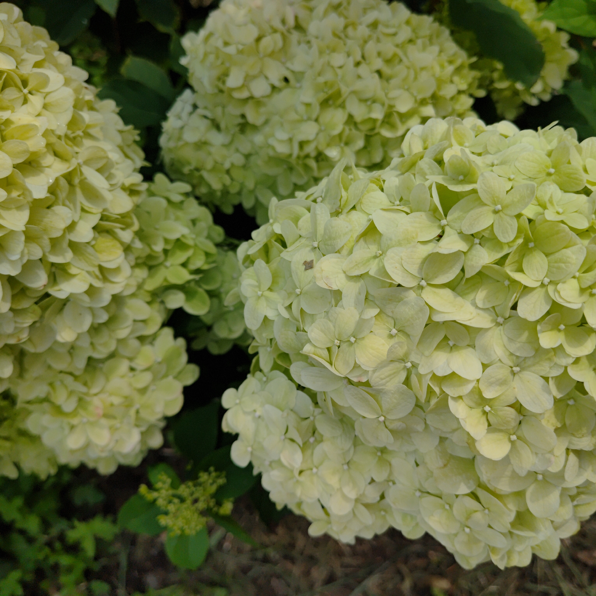 This is a close-up, eye-level, outdoor, natural light photograph of several large, light green hydrangea flower clusters. The flowers are in full bloom and dominate the foreground and middle ground of the image. The petals are small, rounded, and densely packed, creating a fluffy, textured appearance. Some of the petals have slight variations in color, ranging from a pale yellowish-green to a creamy white, and a few show signs of minor damage or browning. In the upper left and center, there are out-of-focus green leaves and darker foliage, suggesting the hydrangeas are part of a garden or shrubbery. The background is dark and indistinct, with patches of brown earth and some blurred greenery. There are no people, animals, or man-made objects visible in the scene. The image appears to have been taken in or around Марковский, Russia, as per the prompt, though there are no specific landmarks or clues within the image itself to confirm this location.