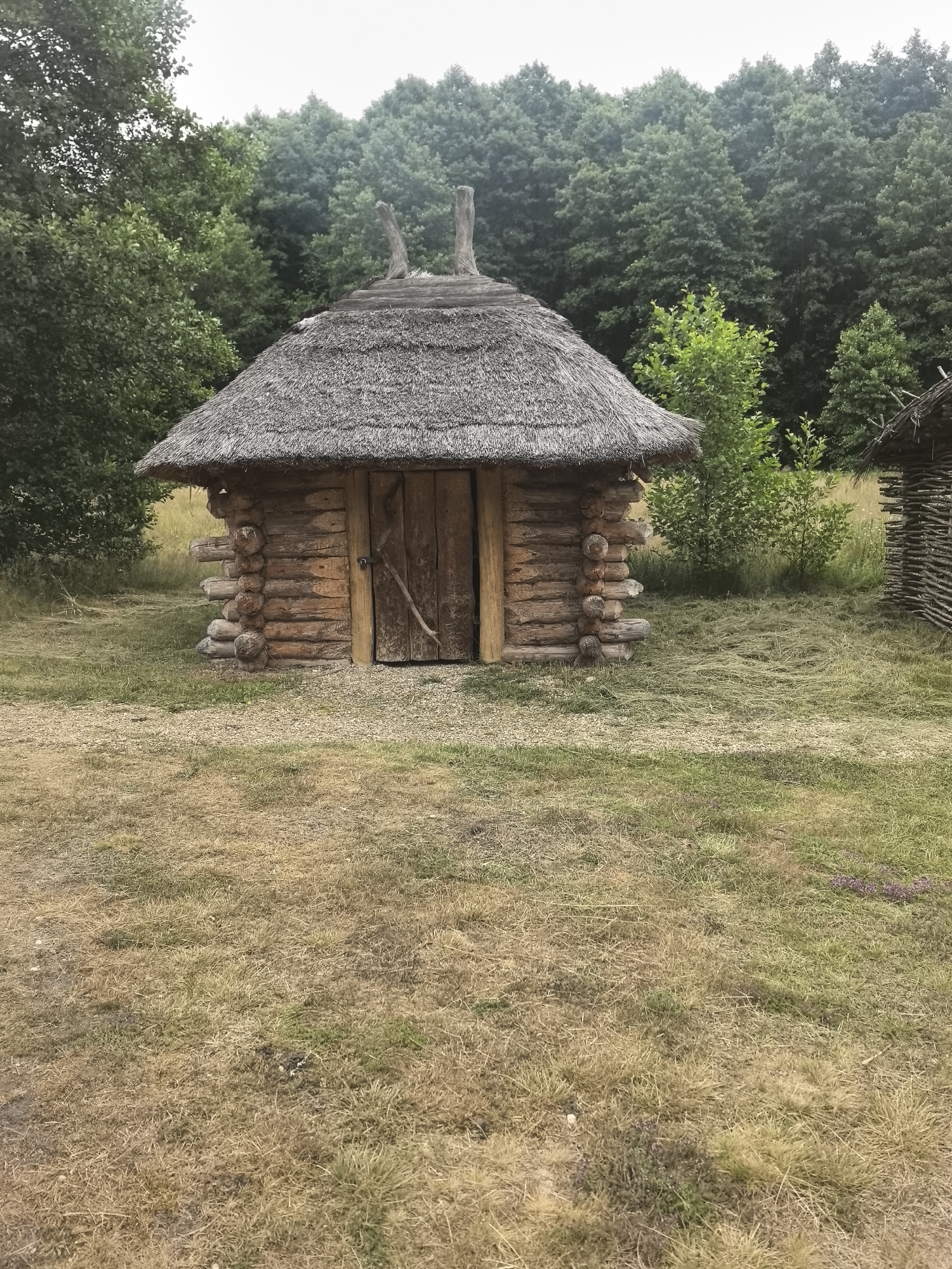 The image shows a small, rustic log cabin with a thatched roof. The cabin has a wooden door with a simple latch and a stick leaning against it. The logs are weathered and appear to be roughly cut. The roof is thick and textured, made of dried reeds or straw. Two wooden poles protrude from the top of the roof, resembling stylized horns or finials. The cabin is situated in a grassy, uneven clearing. In the background, a dense forest of green trees forms a backdrop, with some lighter green foliage visible closer to the cabin. To the right of the cabin, part of another similar wooden structure with a thatched roof is visible. The ground in the foreground is covered in dry, yellowish-brown grass. The overall impression is of a historical or reconstructed dwelling in a rural, natural setting, possibly within the ethnographic complex of Belovezhskaya Pushcha, near the village of Kamianiuki in the Kamianiuki rural council of Belarus.