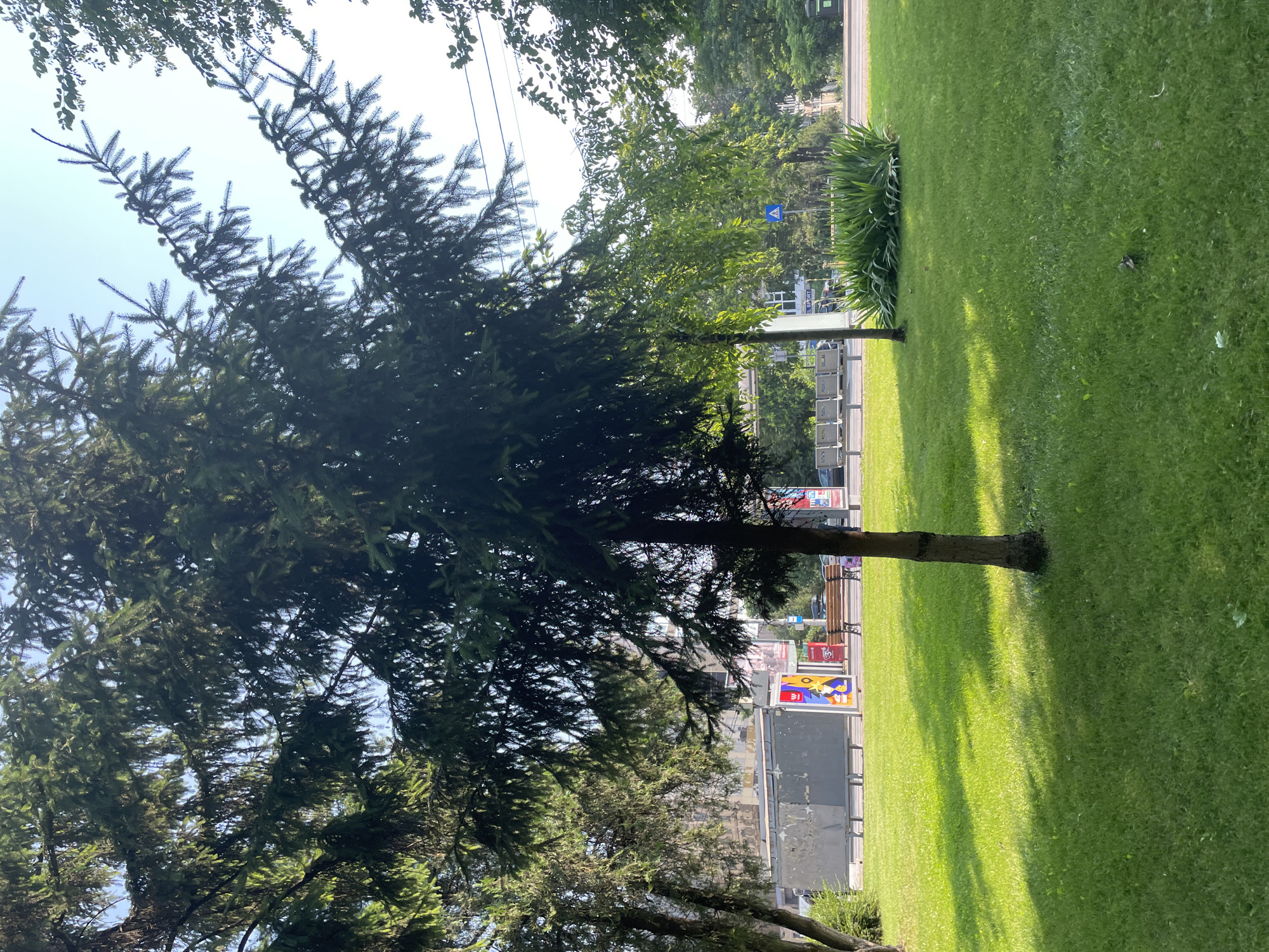 The image shows an outdoor scene with a prominent fir tree in the foreground, its branches casting shadows on a bright green lawn. Beyond the lawn, a street is visible with cars, traffic lights, and buildings in the background. There are also several colorful billboards or advertisements displayed along the street. A pedestrian crossing sign is visible on the street. Benches are placed along the street, suggesting a public area or park. The lighting suggests it is daytime, likely sunny, as indicated by the strong shadows. The scene appears to be in an urban or suburban environment with a mix of nature and infrastructure. No people are visible in the image. Text is visible on the billboards, but it is too small and blurry to read. The location is identified as Iași, Romania.