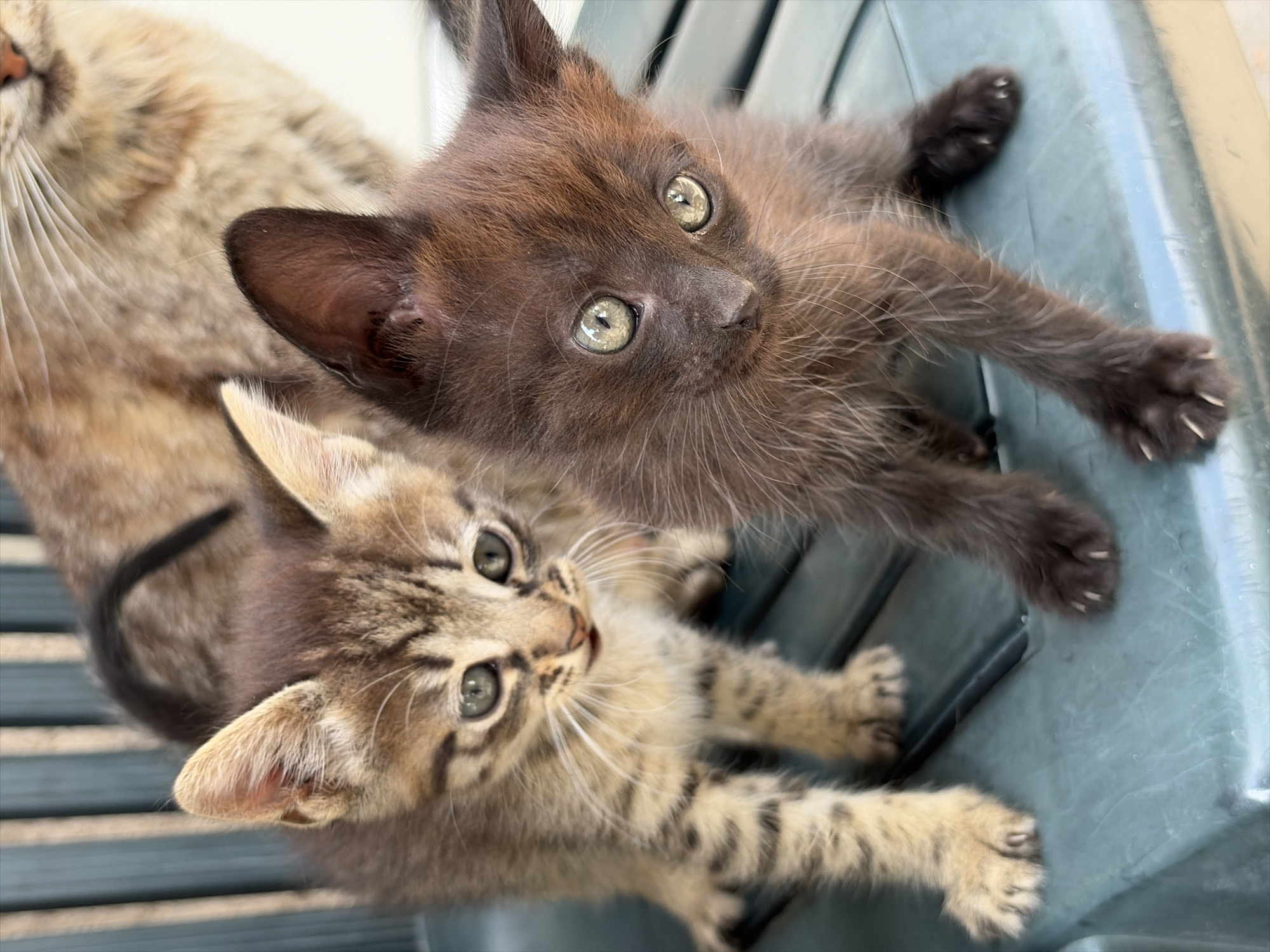 A high-angle, close-up photograph captures two kittens and a small portion of an adult cat, likely outdoors. The subjects are positioned on a ribbed, light blue-green plastic surface, possibly a chair or table.
The most prominent subject is a dark brown kitten, situated in the upper right portion of the frame. It looks directly towards the viewer with large, luminous green-gold eyes. Its dark, soft fur and long, delicate whiskers are clearly visible. Its front paws, showing tiny, extended claws, rest on the plastic surface, suggesting a playful or alert stance.
Below and slightly to the left of the dark brown kitten is a smaller, tabby kitten. This kitten also looks upwards with bright eyes, displaying a curious expression. Its fur features distinct brown and tan stripes and spots, characteristic of a tabby pattern. Its front paws are extended forward, with small claws visible. A small, dark-tipped tail curls between its body and the plastic surface.
On the far left edge of the image, only a segment of an adult cat's face is visible, specifically its chin, mouth, and prominent white whiskers, along with some lighter, possibly cream-colored fur. This suggests the adult cat is close by, perhaps the mother of the kittens.
The scene is brightly lit by natural light, indicating daytime. The kittens appear curious and innocent, observing something or someone outside the frame. There is no visible text in the image.