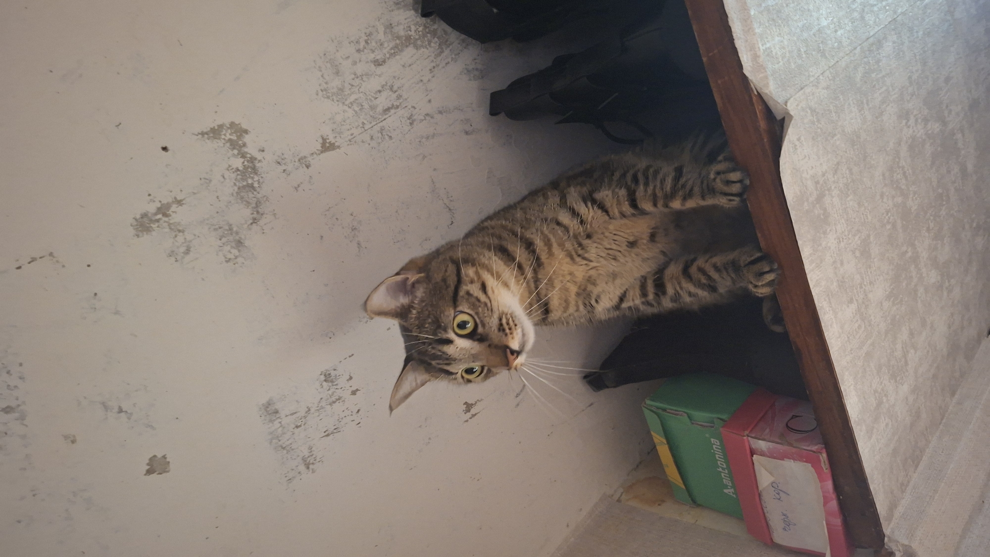 A tabby cat with wide, green eyes and prominent whiskers sits on a wooden shelf, looking to its left. The cat is positioned slightly right of center in the frame. The shelf is at the top of a cluttered space, with various items visible. To the left of the cat, on the shelf, are two cardboard boxes, one green and one pink. The green box has "A-antonina" printed on it. Behind the cat, to the right, are dark-colored objects, possibly shoes or bags, stacked vertically. The background consists of a textured, off-white ceiling with patches of discoloration and damage, suggesting an aged or poorly maintained interior. The lighting appears to be artificial and overhead, casting subtle shadows. The overall scene gives the impression of an indoor storage area, possibly in a residential or utility space. The location is identified as Myadzyel, Belarus, though no specific landmarks or contextual clues within the image confirm this.