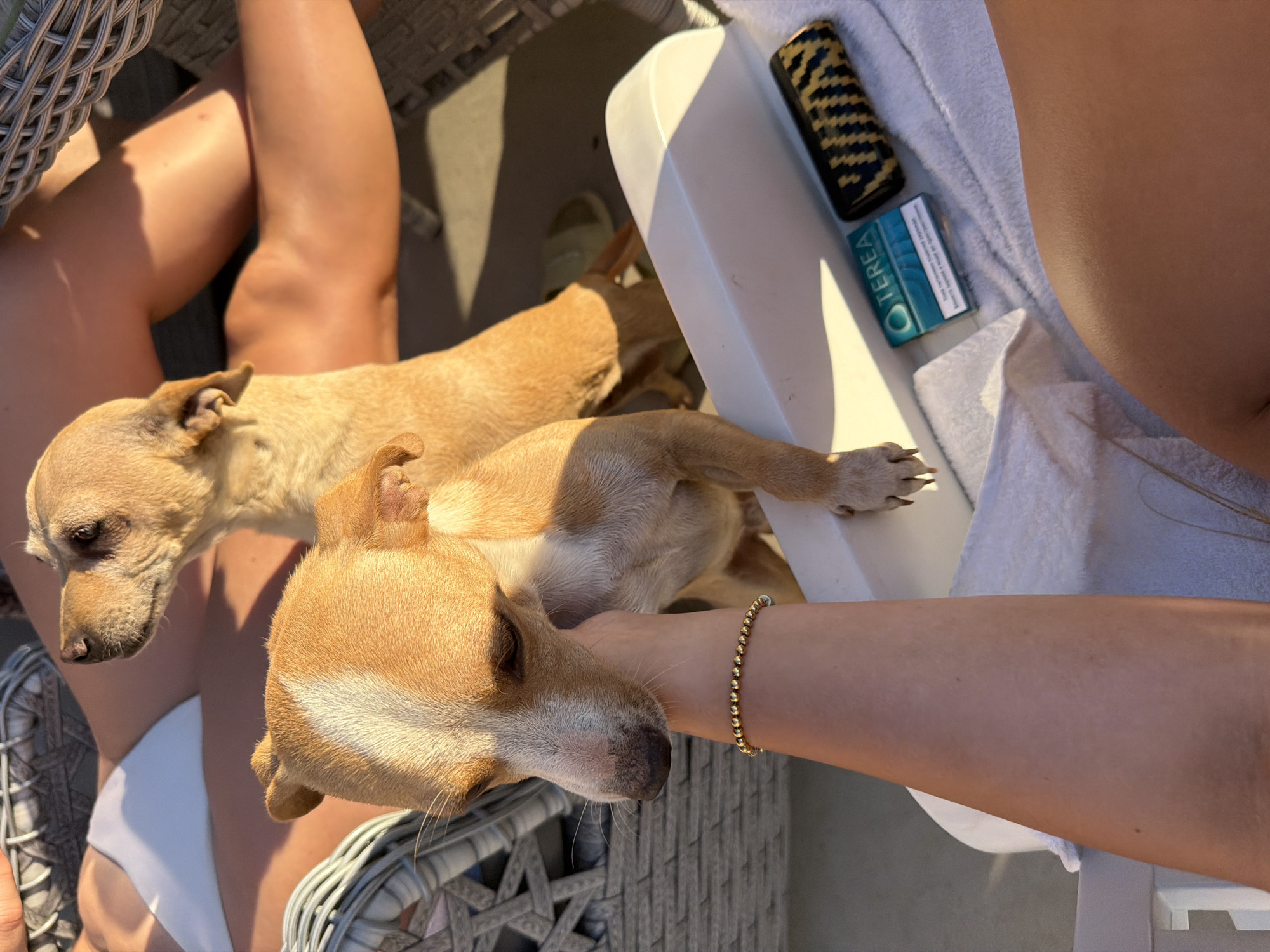 The image depicts two small tan dogs outdoors, likely in a residential setting, with the city of Lozen, Bulgaria implied. In the foreground, a person's arm, adorned with a gold beaded bracelet, gently pets one of the dogs. The dog's head is turned downwards, its gaze directed towards the hand. The second dog is positioned behind the first, with its head turned upwards and to the right, as if looking at something outside the frame. Both dogs are light brown with some lighter markings on their faces.
The environment appears to be a sunlit patio or balcony. A white piece of furniture, possibly a lounge chair or table, is visible. On this furniture, a pack of "TEREA" cigarettes and a black and yellow striped cylindrical object are placed on a white towel. The background shows hints of outdoor furniture with woven textures, suggesting a casual outdoor seating area. The presence of tanned skin in the upper part of the image indicates that people are present and enjoying the outdoor setting.