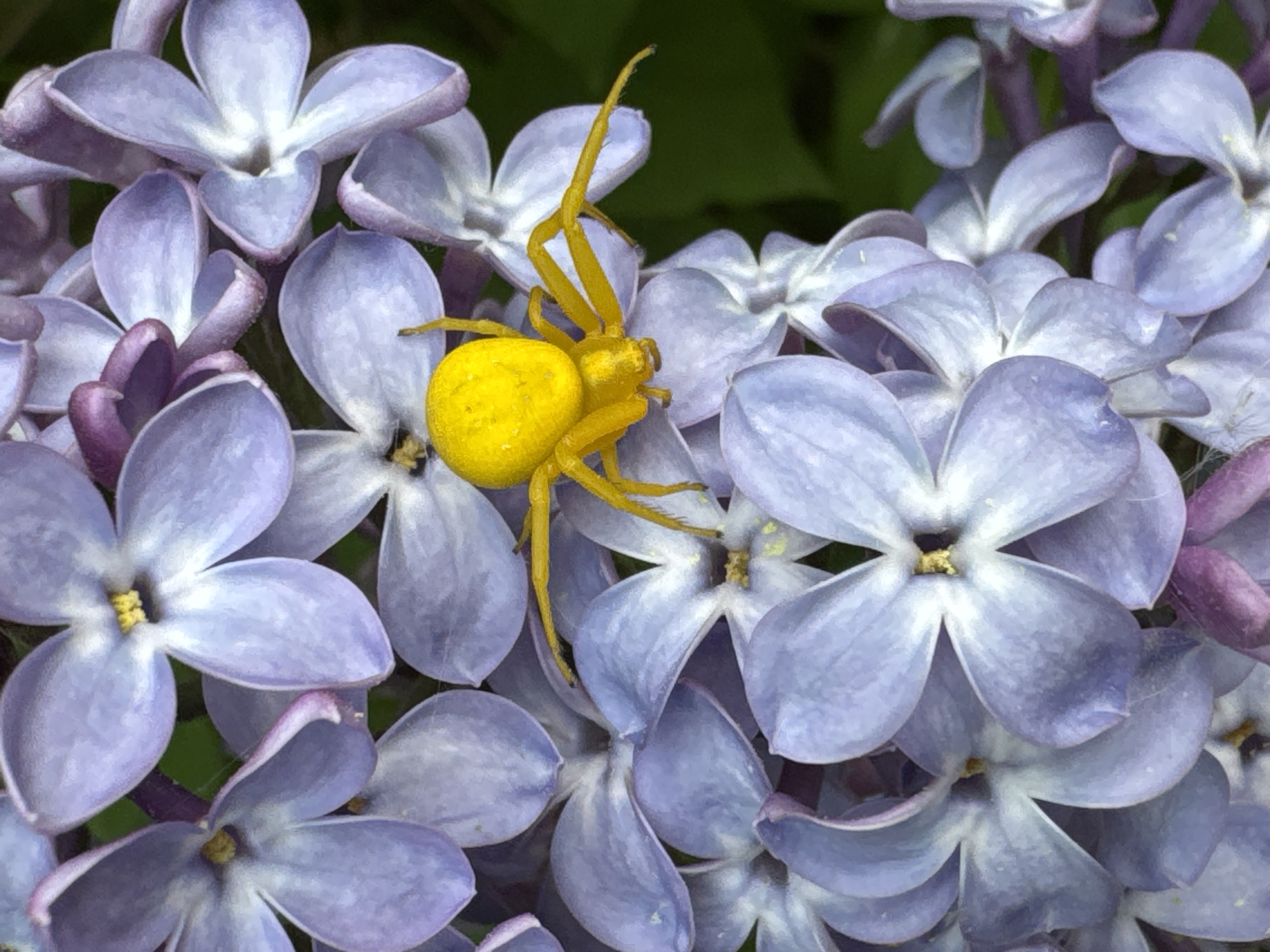 This close-up macro photograph features a bright yellow spider resting on a cluster of light purple lilac flowers, set against a blurred green background. The spider, positioned prominently in the upper-right portion of the frame, is entirely vivid yellow with a noticeably large, rounded abdomen and long, slender legs, some of which are extended upwards. Its appearance is consistent with that of a crab spider, camouflaged amongst the blooms.
The surrounding flowers are numerous, displaying various shades of light lavender and purple. Each flower typically has four petals and delicate lighter centers, with hints of yellow stamens visible on some. They are tightly clustered, creating a soft, textured bed that highlights the bright yellow spider. The background is softly out of focus, providing a natural, verdant contrast to the sharp details of the spider and flowers.
The image suggests it was taken during daylight hours due to the clear illumination and vibrant colors. The scene captures a moment of nature in an outdoor setting, likely a garden or natural environment in Ozerki (Krasnodolinskaya), Russia. There is no visible text in the image.