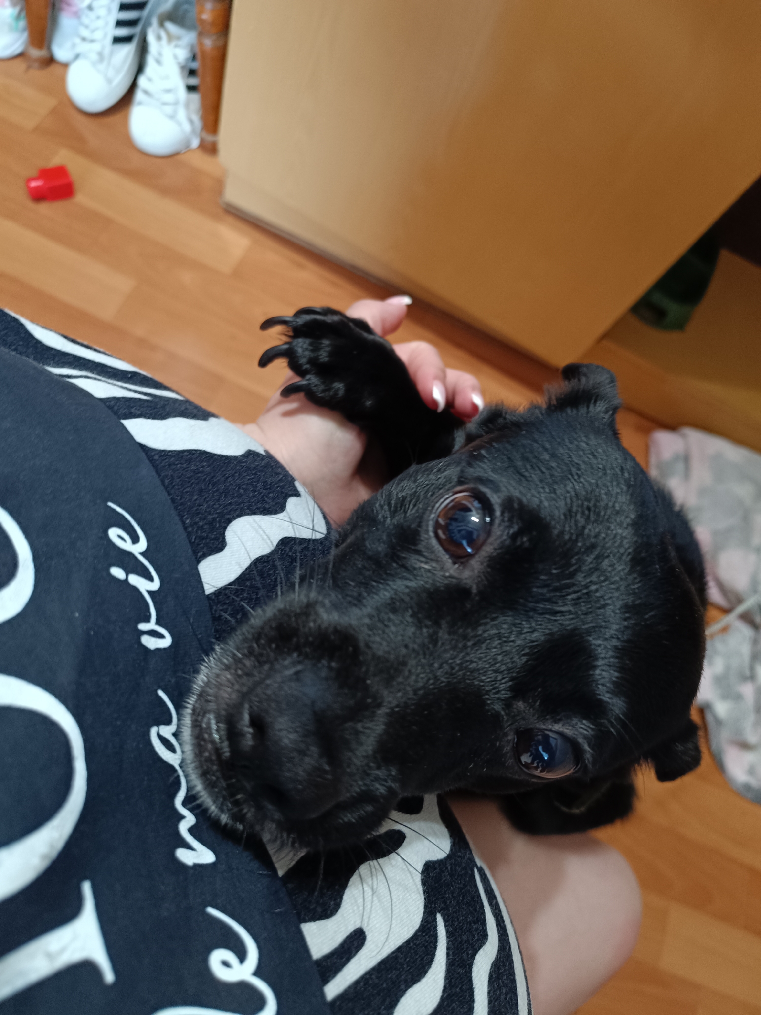 A close-up shot shows a black dog being held by a person. The dog's head is close to the camera, showing its face, eyes, and paw. The person holding the dog has a hand with a manicured nail. The person is wearing a black and white printed shirt. The background is slightly out of focus, showing a wooden floor, white shoes, and a brown cabinet. There is no information in the image to indicate this location is in Tobolsk, Russia.