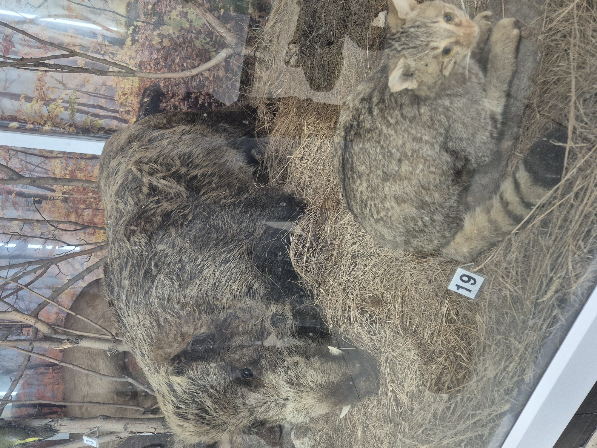 The image shows a taxidermied wildcat and wild boar in a diorama, likely within the Srebarna Nature Reserve museum in Bulgaria. The scene depicts the animals in a naturalistic setting with dried grass and a backdrop featuring a forest scene. The wildcat is light brown, and is resting on a bed of dried grass. The boar is larger and predominantly grey-brown. A square tag with the number "19" printed on it is visible near the wildcat. The entire scene appears to be displayed behind glass.