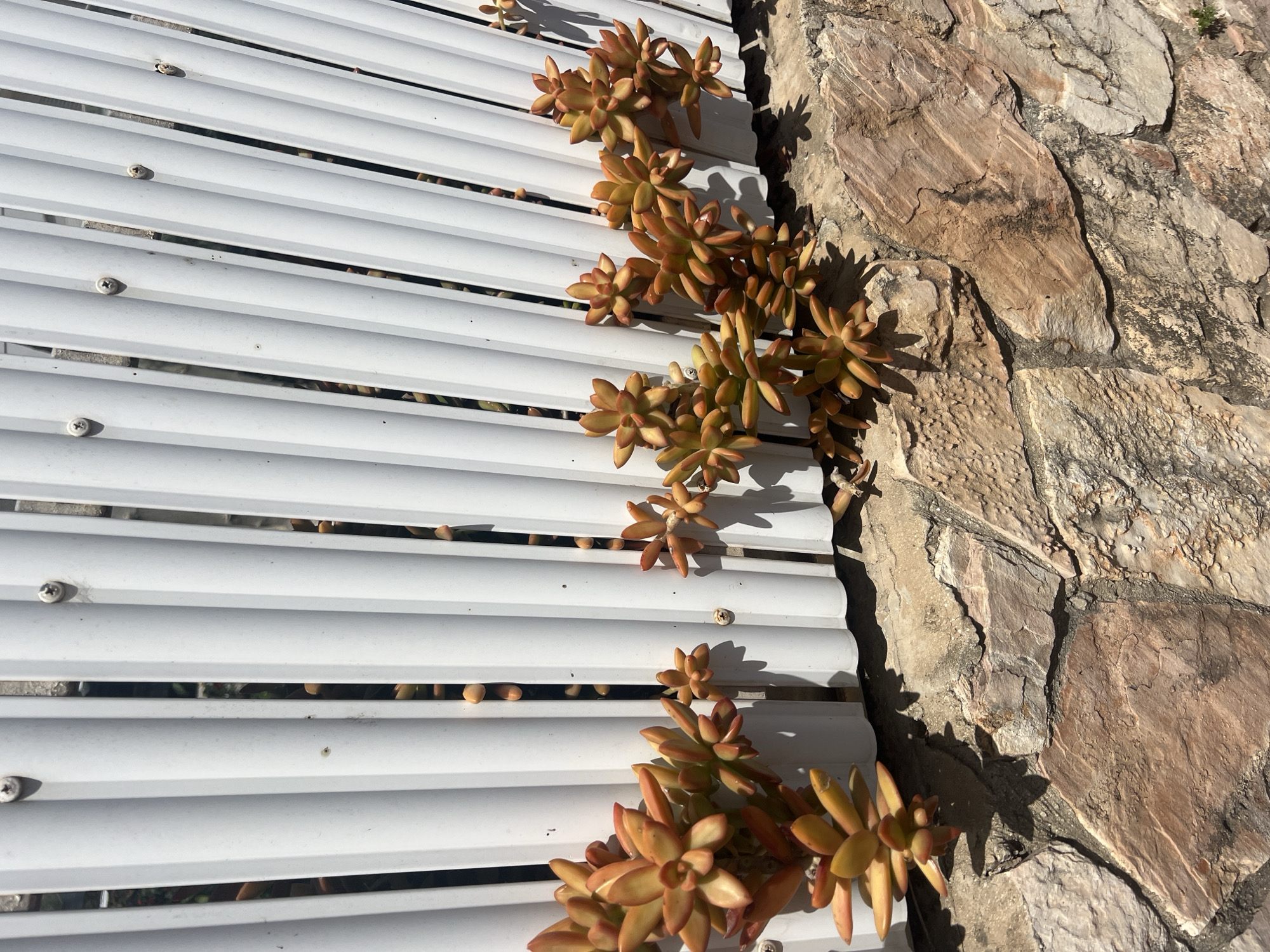 The image captures an outdoor scene featuring a vibrant cluster of golden-orange succulent plants growing between a white louvered structure and a natural stone wall.
On the left, a white louvered surface, possibly a fence panel or shutter, runs vertically with horizontal slats. Several visible screws secure these slats. The slats cast subtle shadows, and in some gaps, hints of green foliage or other succulent parts are visible.
To the right, a rugged, irregular stone wall forms the backdrop. The stones vary in size and color, displaying shades of brown, gray, and reddish-brown, with prominent textures and natural patterns.
The succulents, resembling Sedum adolphi 'Golden Glow' or a similar variety, are the central subject, trailing in a winding pattern along the narrow gap where the louvered structure meets the stone wall. Their fleshy, pointed leaves are densely clustered, with colors ranging from bright golden-yellow to rich orange and reddish-brown, indicative of sun exposure. Strong, sharp shadows cast by the plants and the louvers onto the stone wall and the louvered surface suggest bright sunlight, likely during the late morning or early afternoon on a clear day.
The scene depicts natural growth adapting to an architectural setting. The location context of Kiryat Bialik, Israel, is consistent with the type of succulents and the bright, sunny conditions depicted. There is no visible text in the image.