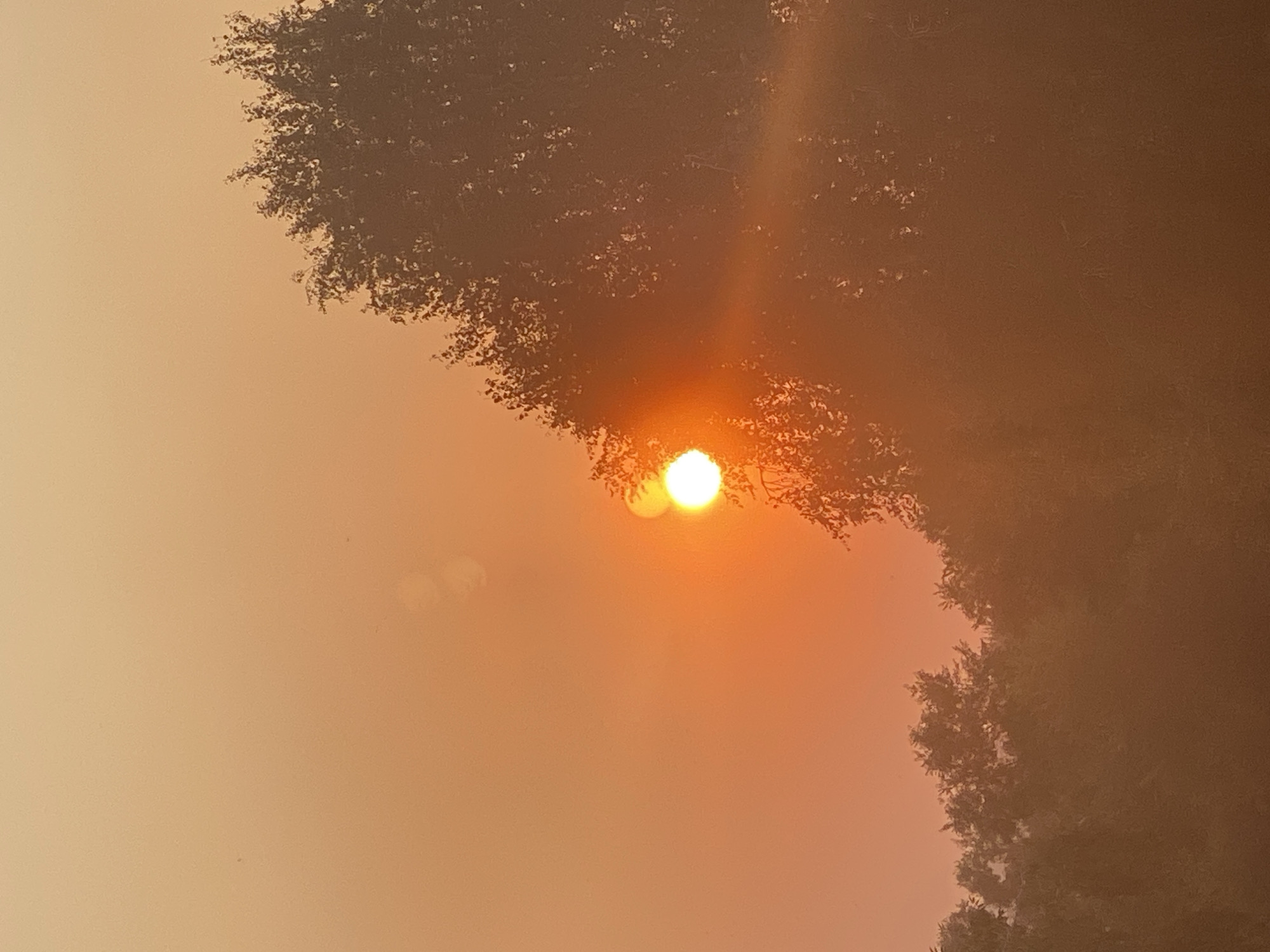 The image shows a hazy, orange sky with the sun partially obscured by a tree. The sun is a bright, white-orange orb, with rays of light extending outwards. The tree in the foreground is silhouetted against the sky, with its leaves appearing dark and indistinct. In the background, there is a line of trees, also appearing hazy and indistinct due to the atmospheric conditions. The overall impression is that of a sunset or sunrise with heavy air pollution or smoke, common in Novokuznetsk, Russia, due to industrial activity. There are no people or specific objects visible in the scene.