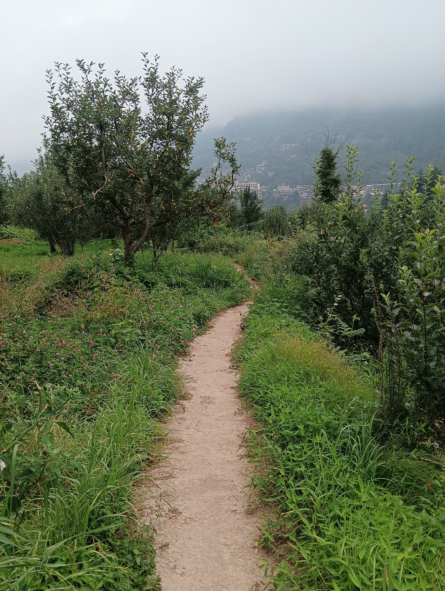 The image depicts a dirt path winding through a lush green landscape. On the left side of the path, there are trees with visible fruit, potentially apple trees, and various types of vegetation, including small pink flowers. To the right of the path, the vegetation continues with dense green grass and some taller shrubs. In the background, a hillside is visible, covered in trees and dotted with buildings, suggesting it is a populated area. The sky is overcast, creating a diffused light. This scene is likely located in or around the city of Manali, India, known for its natural beauty and orchards. The image captures a tranquil, outdoor environment.