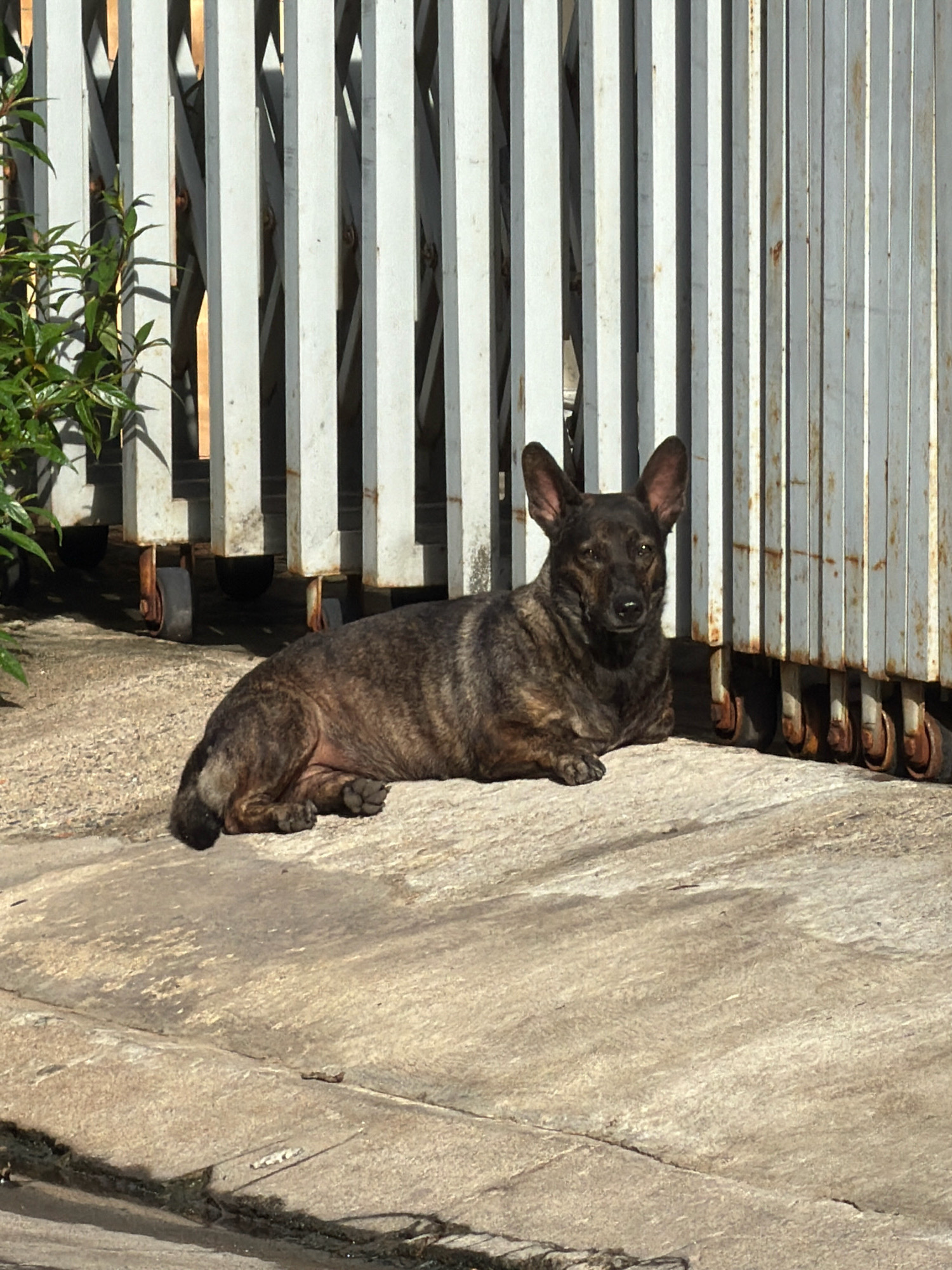 A brindle-colored dog lies on a concrete surface in front of a metal gate in Nha Trang, Vietnam. The gate is partially closed and consists of vertical, white-painted metal bars with rust visible on the lower sections. Some green foliage is visible to the left of the gate. The dog is facing the camera, with its body positioned in a relaxed, lying-down posture. The ground is rough concrete with some shadows cast by the gate. The overall environment appears to be an outdoor, possibly residential or commercial, area in the city.